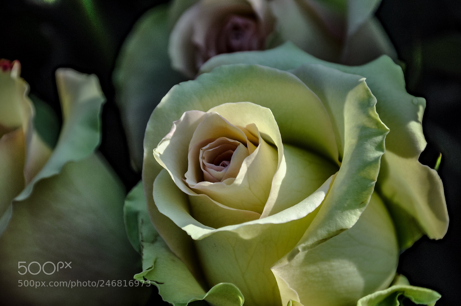 Nikon D90 sample photo. Untitled photography