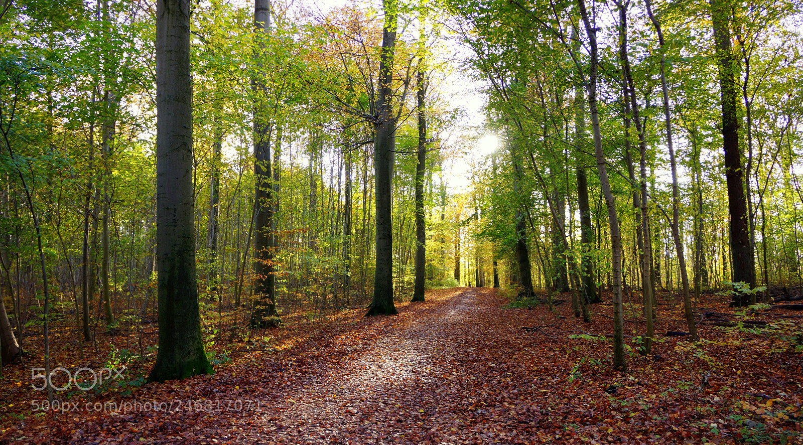 Sony Alpha NEX-7 sample photo. Alokke forest photography