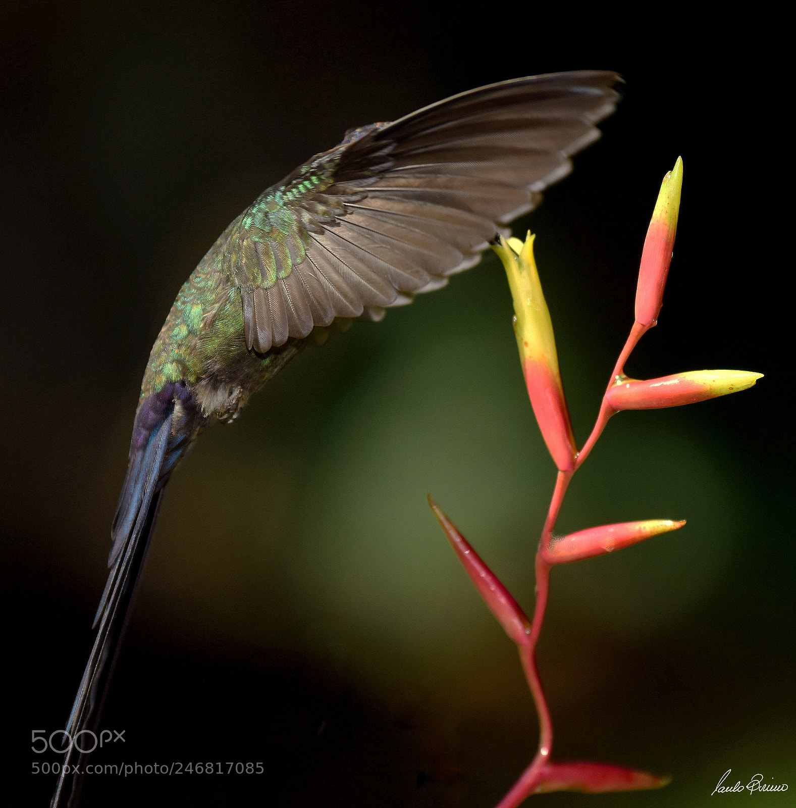 Nikon D810 sample photo. Hummingbird and flower photography