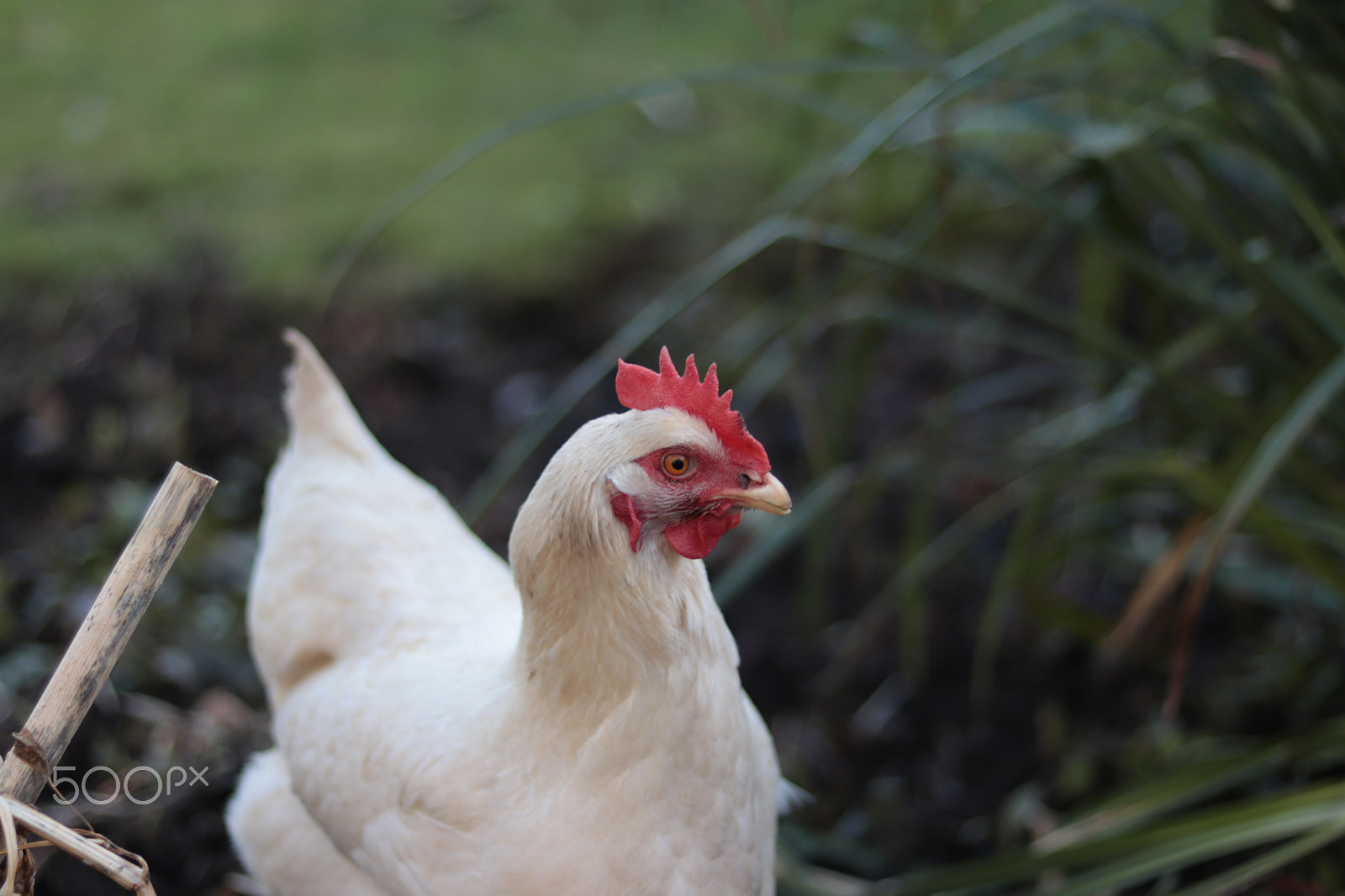 Canon EOS 800D (EOS Rebel T7i / EOS Kiss X9i) + Canon EF 50mm F1.8 STM sample photo. Chicken photography