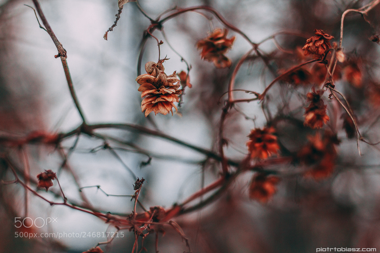 Canon EOS 7D sample photo. Nature. photography