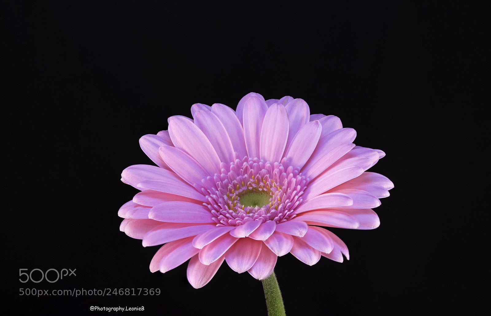 Canon EOS 1300D (EOS Rebel T6 / EOS Kiss X80) sample photo. Another gerbera photography