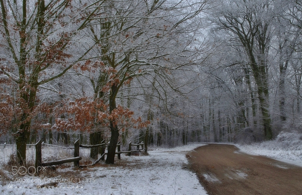 Nikon D5100 sample photo. Cold morning... photography