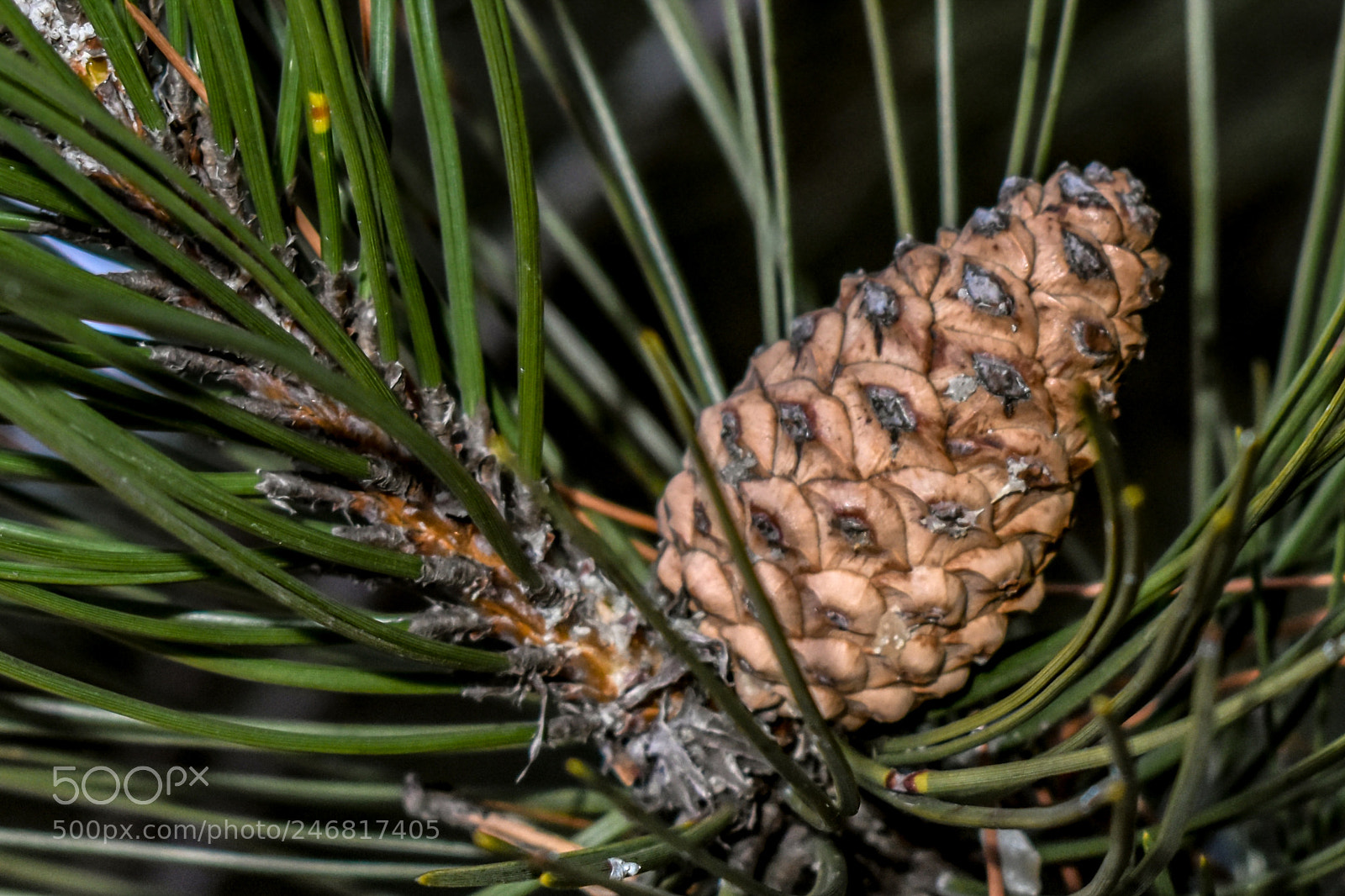 Nikon D3400 sample photo. Pine-tree photography