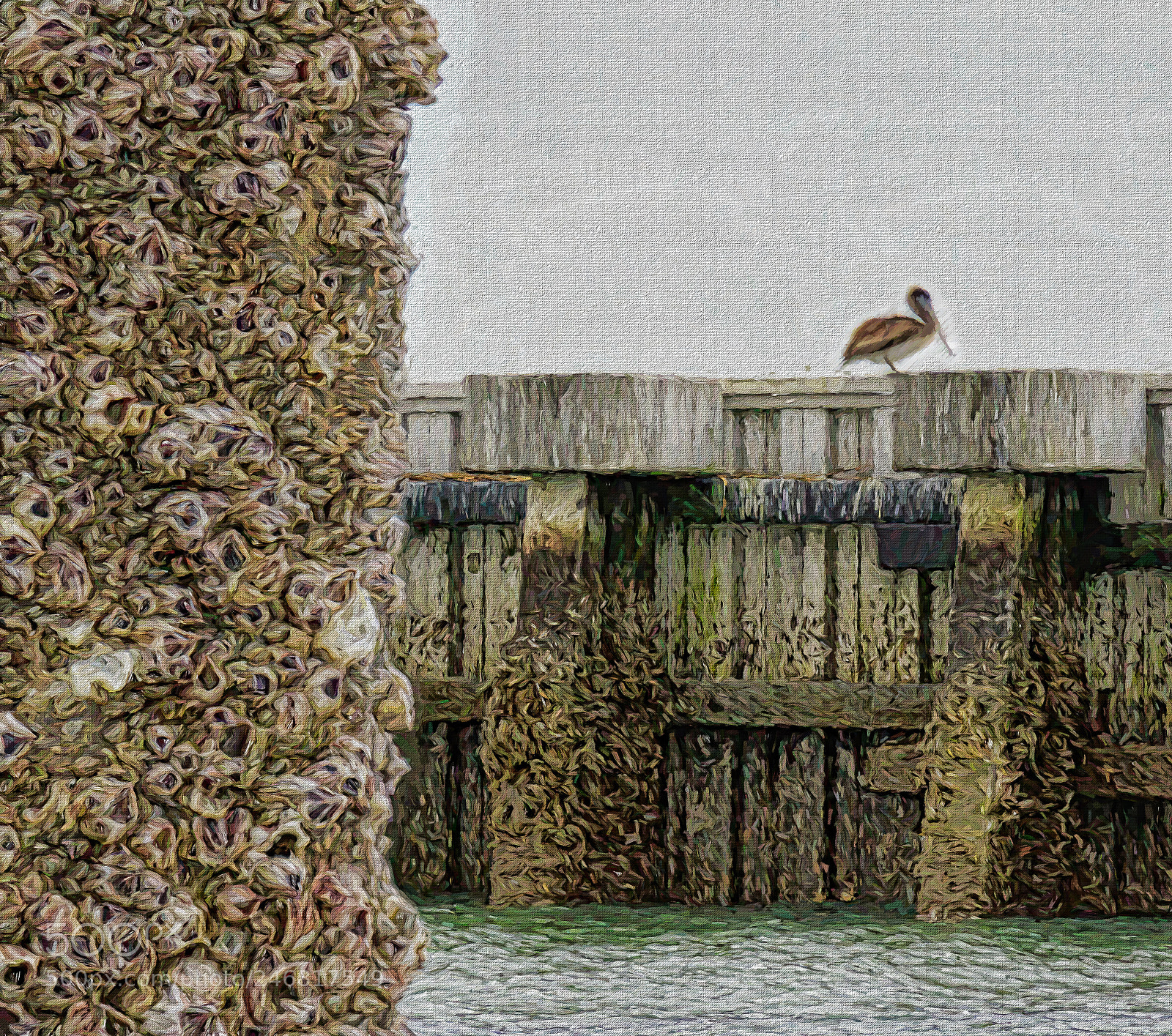 Canon EOS 7D Mark II sample photo. Barnacle bill photography