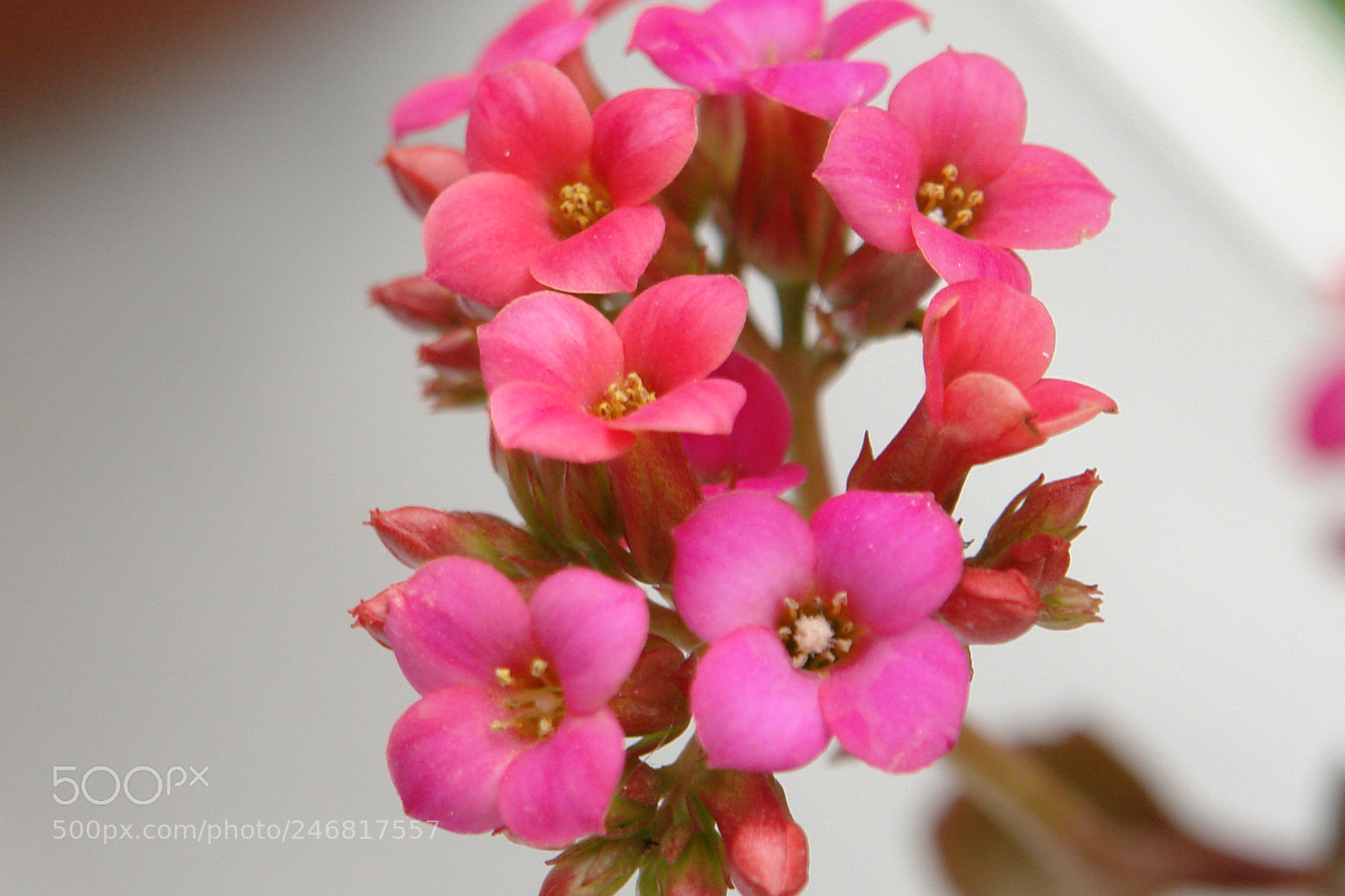 Sony DSC-R1 sample photo. Untitled photography
