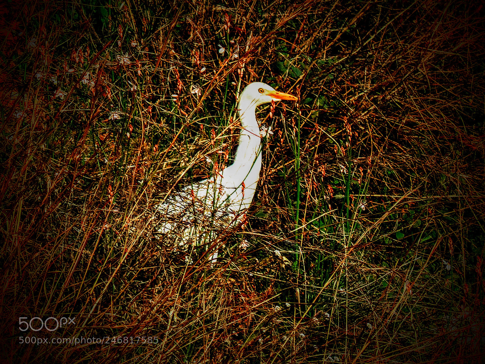 Panasonic Lumix DMC-FZ200 sample photo. Cattle egret photography
