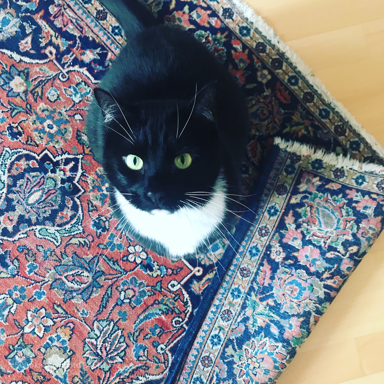 Apple iPhone 7 sample photo. Cats photography