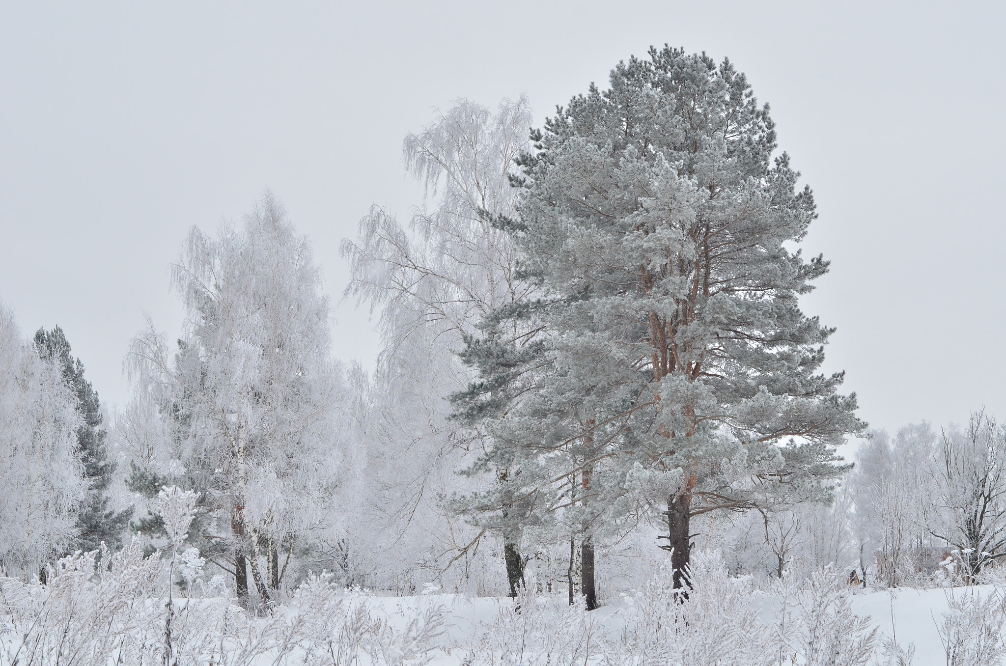 Nikon D5100 + Nikon AF-S Nikkor 50mm F1.4G sample photo. Winter forest photography