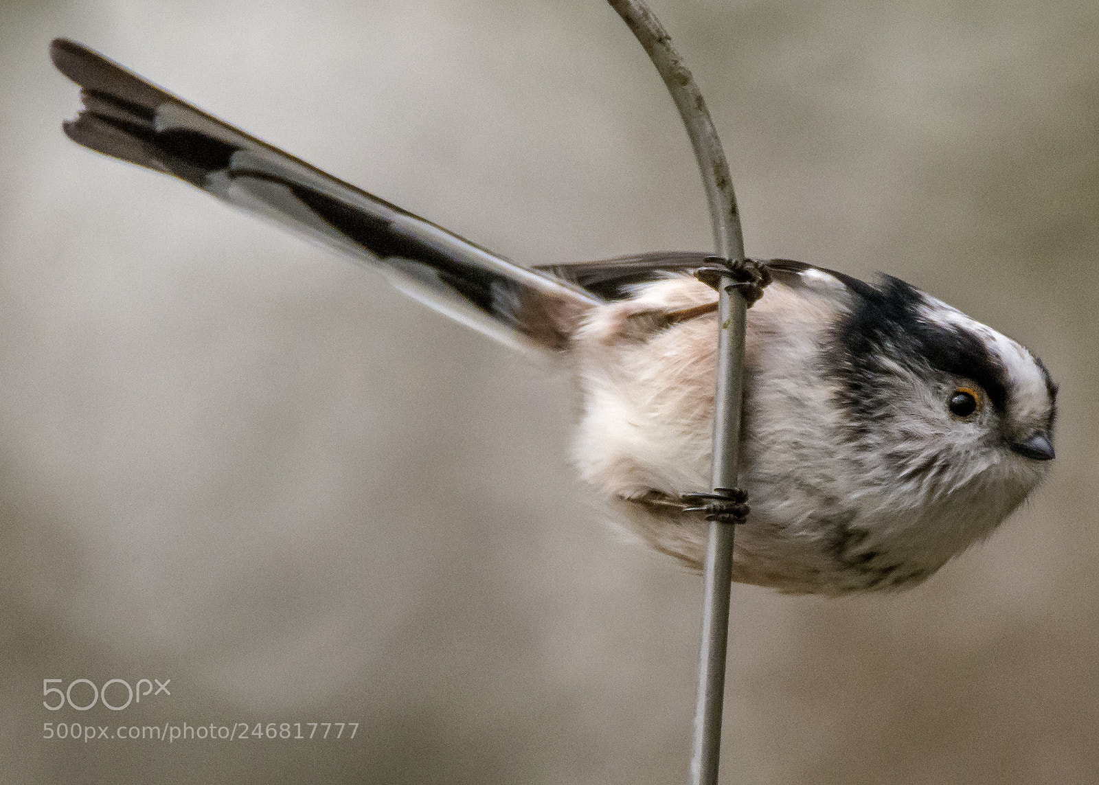 Nikon D7100 sample photo. Long tailed tit photography