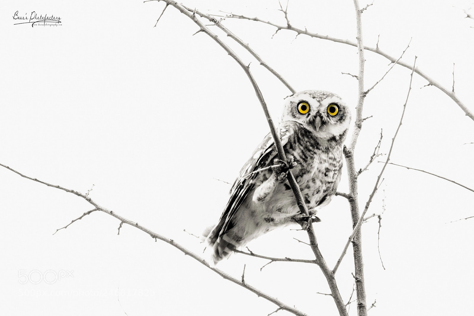 Nikon D810 sample photo. Winter mornings - spotted photography