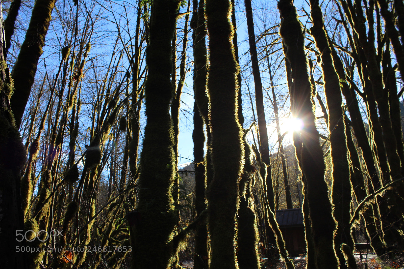 Canon EOS 1300D (EOS Rebel T6 / EOS Kiss X80) sample photo. Mossy forest photography