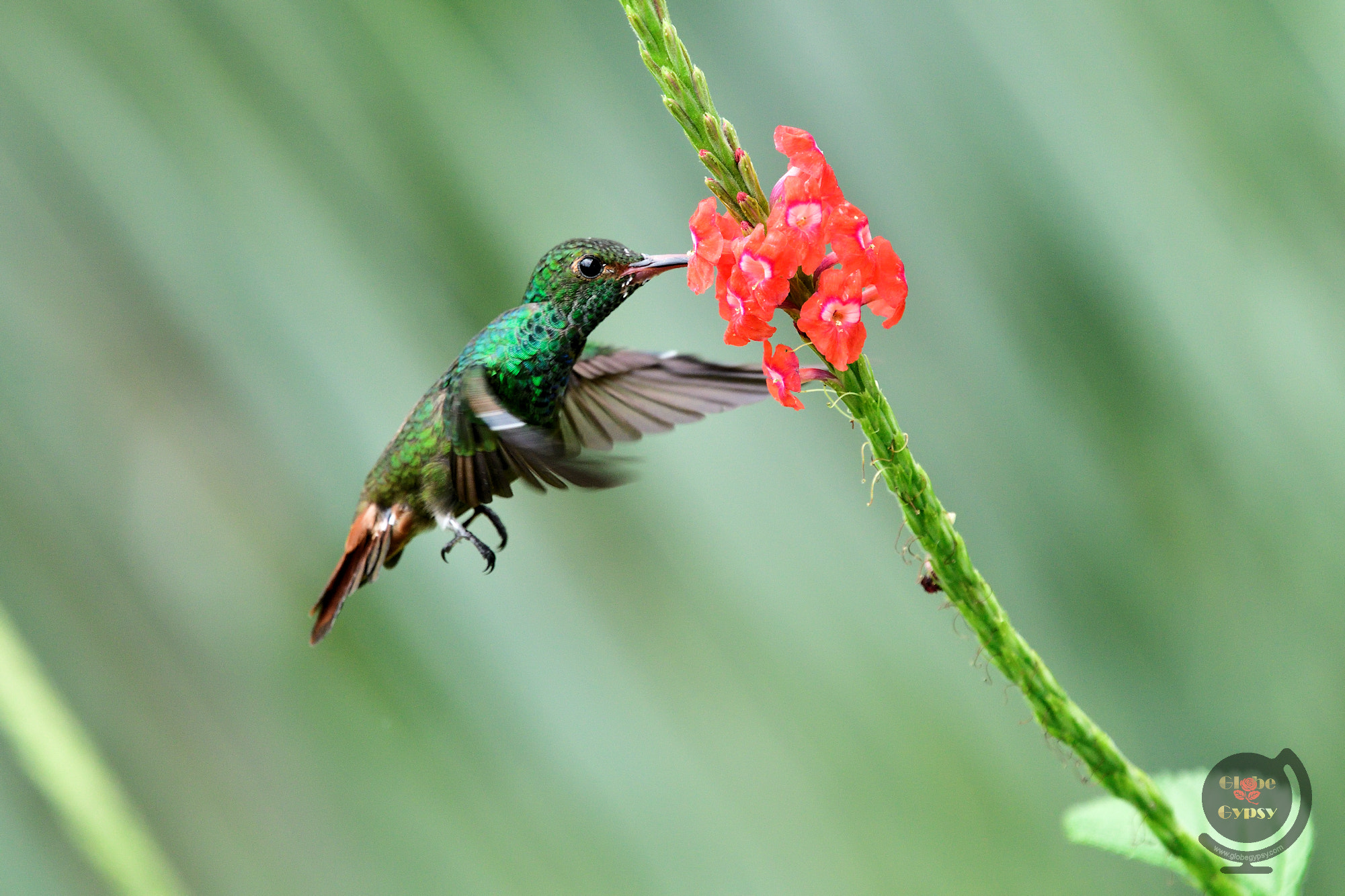 Nikon Nikkor AF-S 300mm F4E PF ED VR sample photo. Hummingbird flight photography