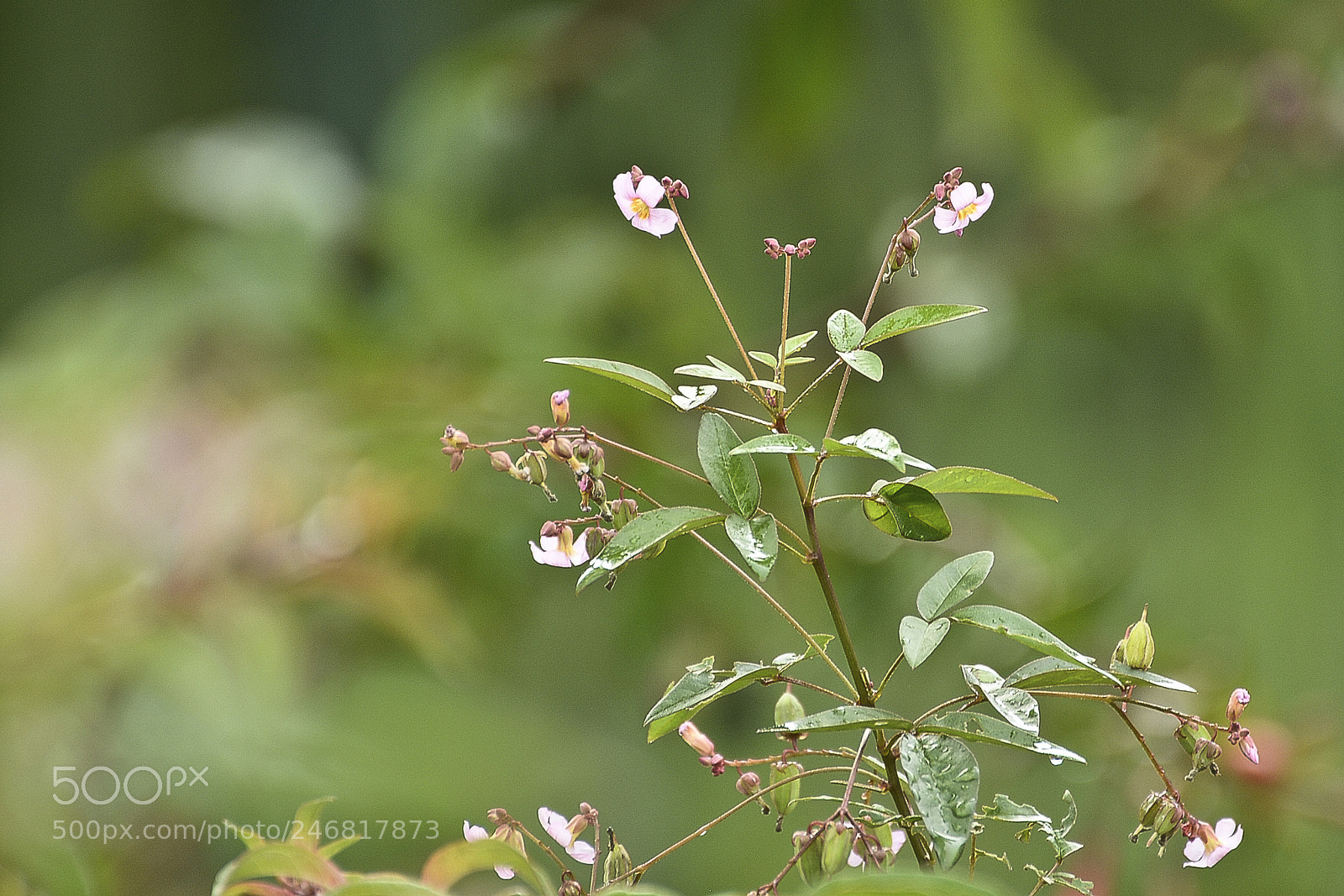 Nikon D7100 sample photo. Mimos de delicadezas que photography