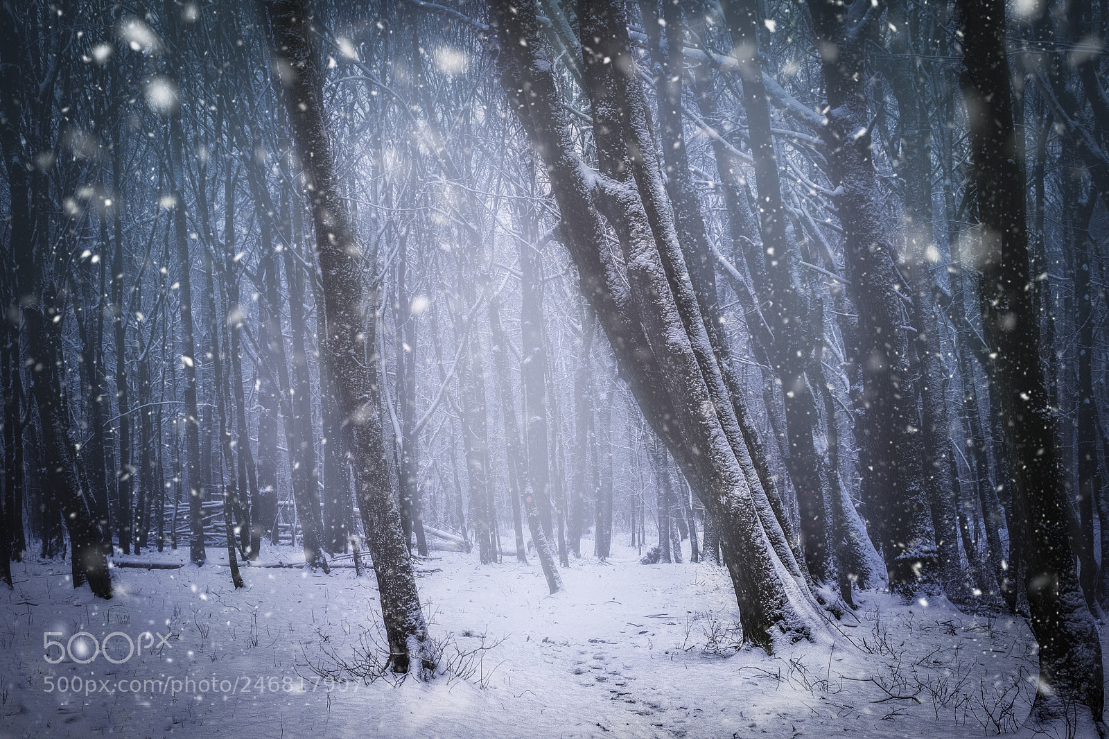 Nikon D7200 sample photo. Winter tale photography