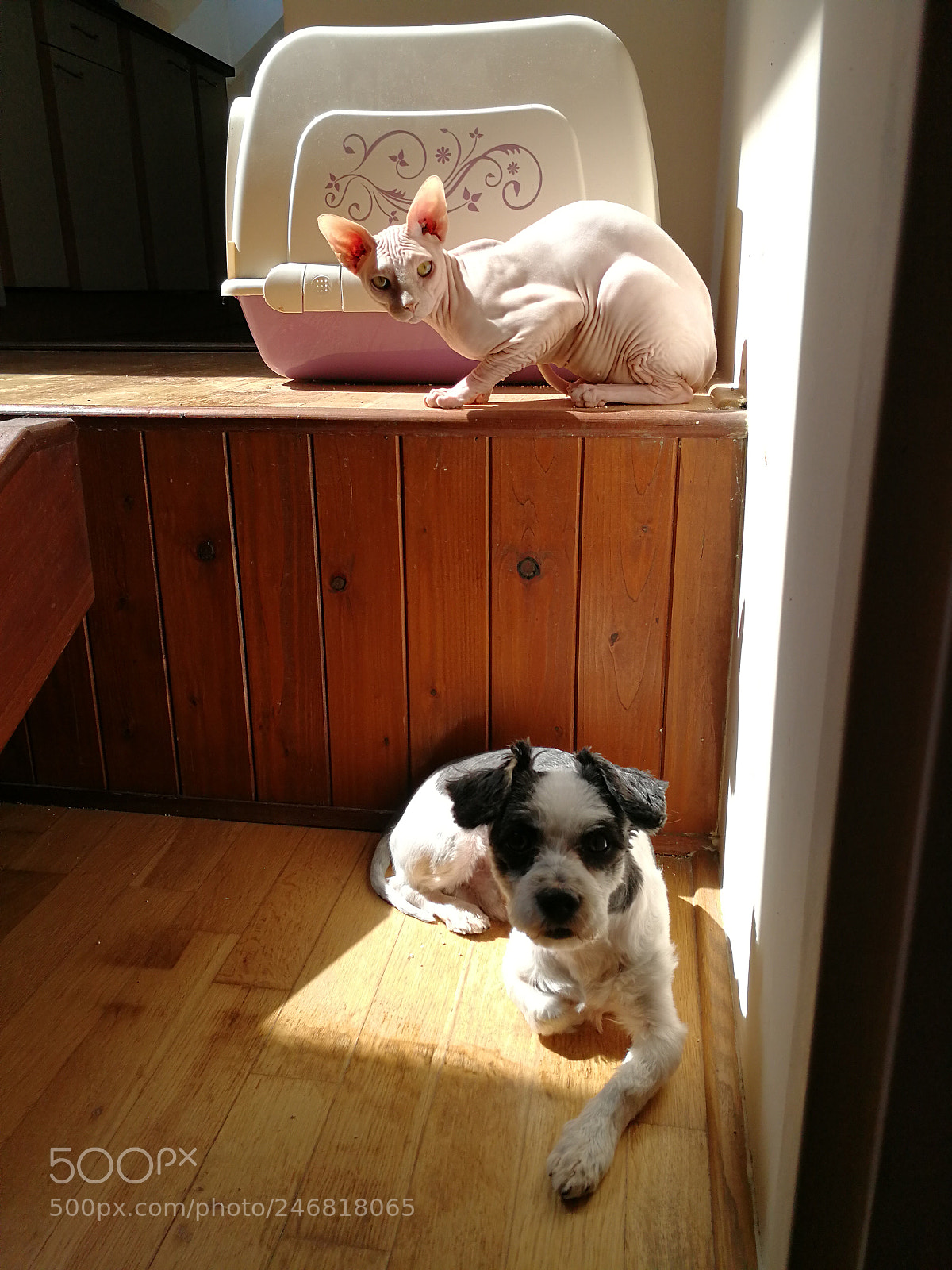HUAWEI P10 sample photo. Dog and cat photography