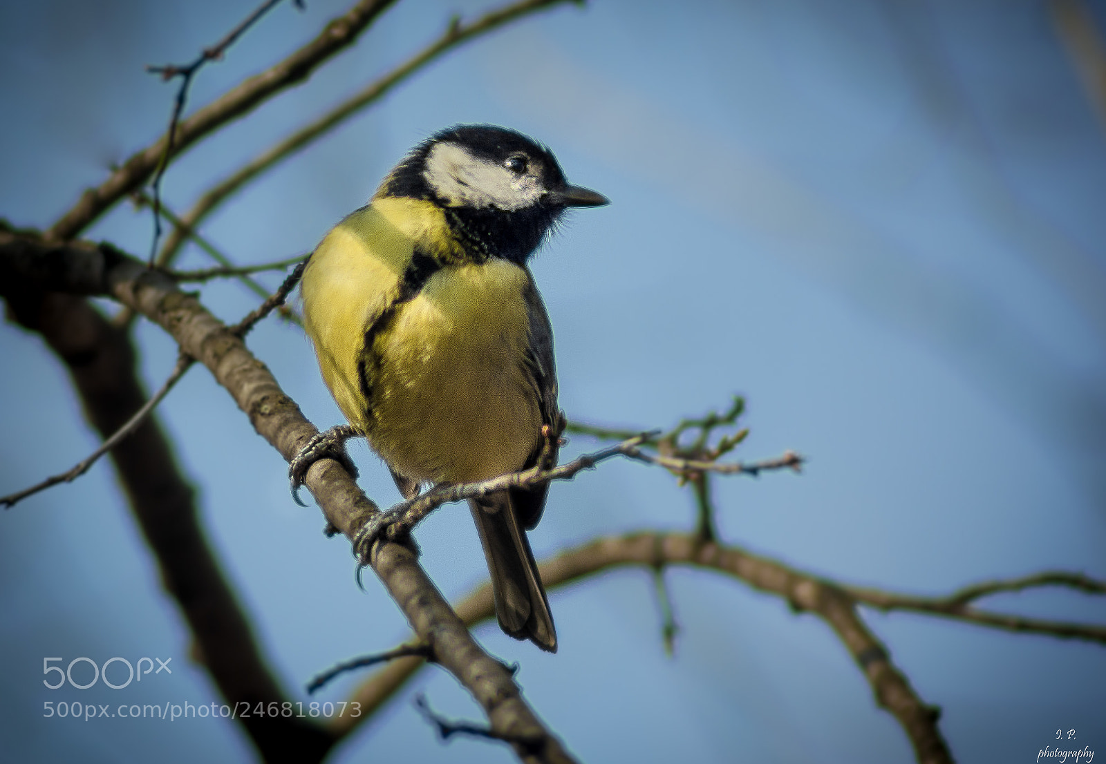 Nikon D5200 sample photo. Great tit photography