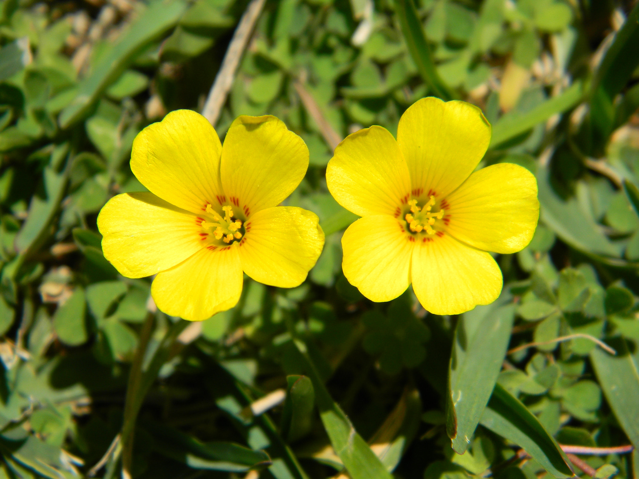 Nikon Coolpix L110 sample photo. Two flowers yellow photography