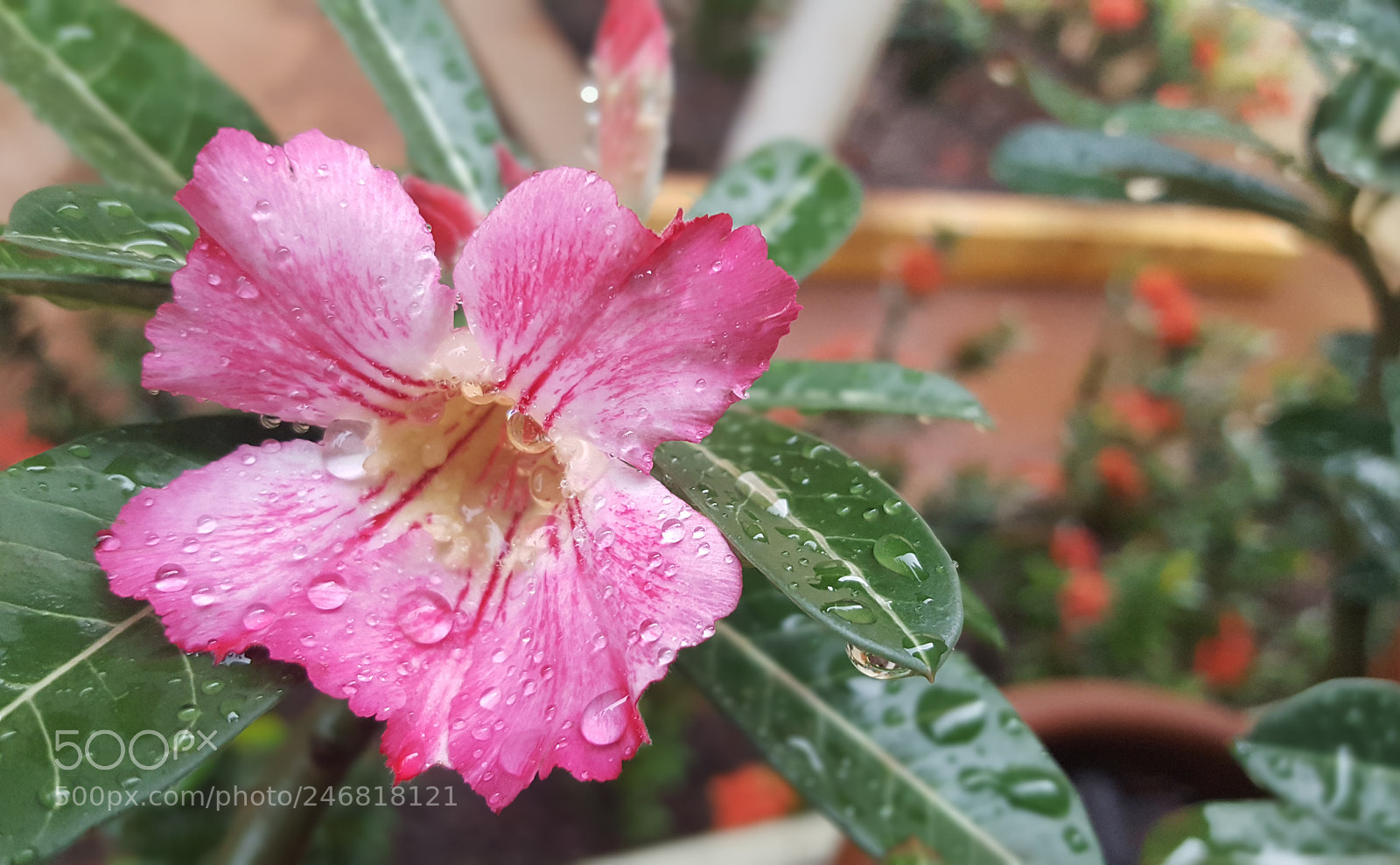 Samsung Galaxy S6 sample photo. Untitled photography