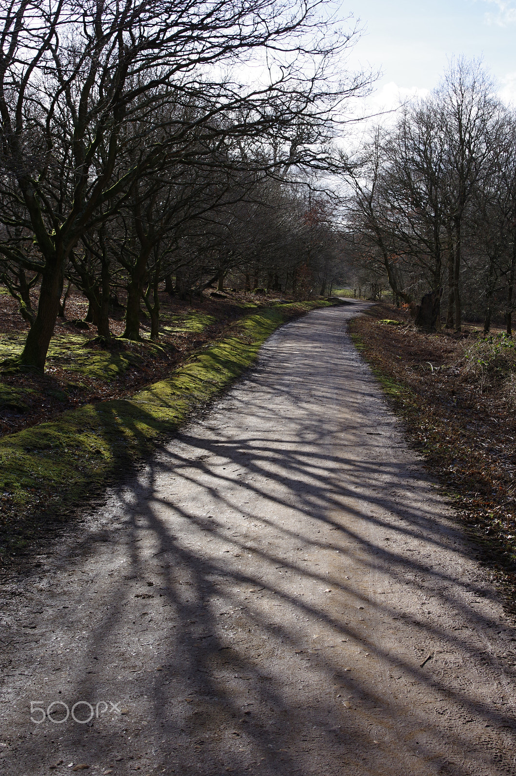 Pentax KP sample photo. Epping forest photography