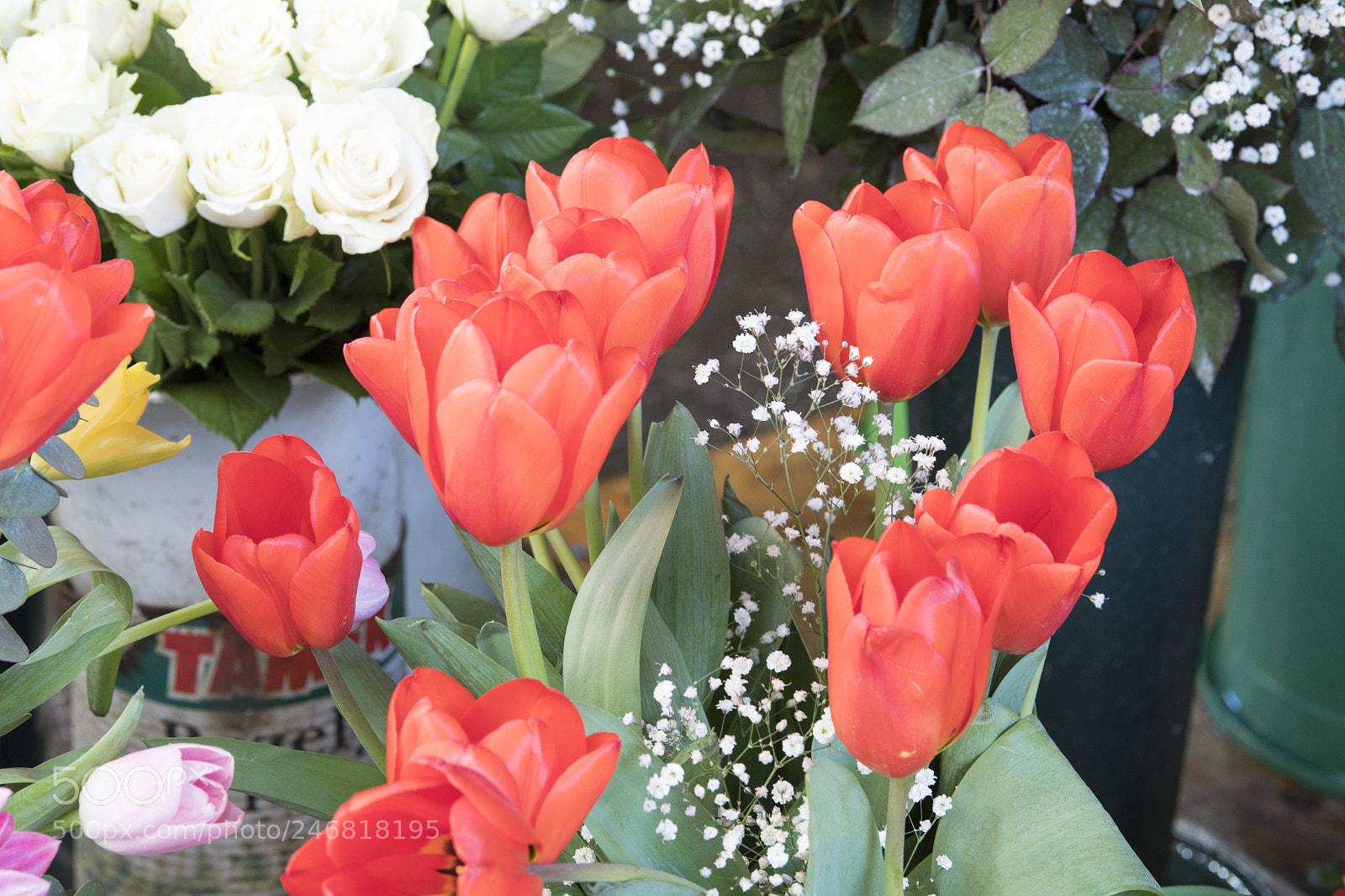 Nikon D850 sample photo. Flowers photography