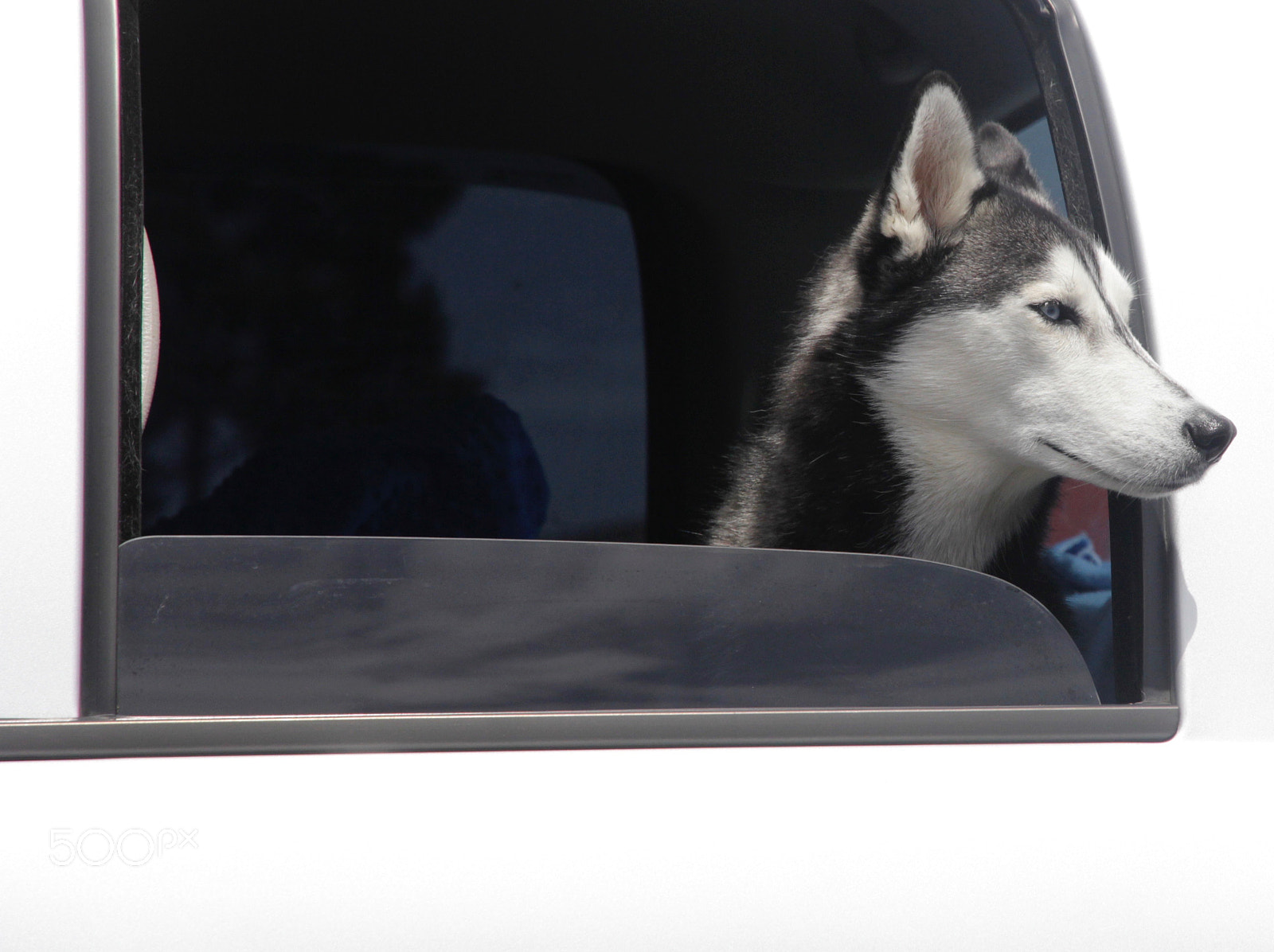 Canon EOS 60D sample photo. Siberian huskie photography