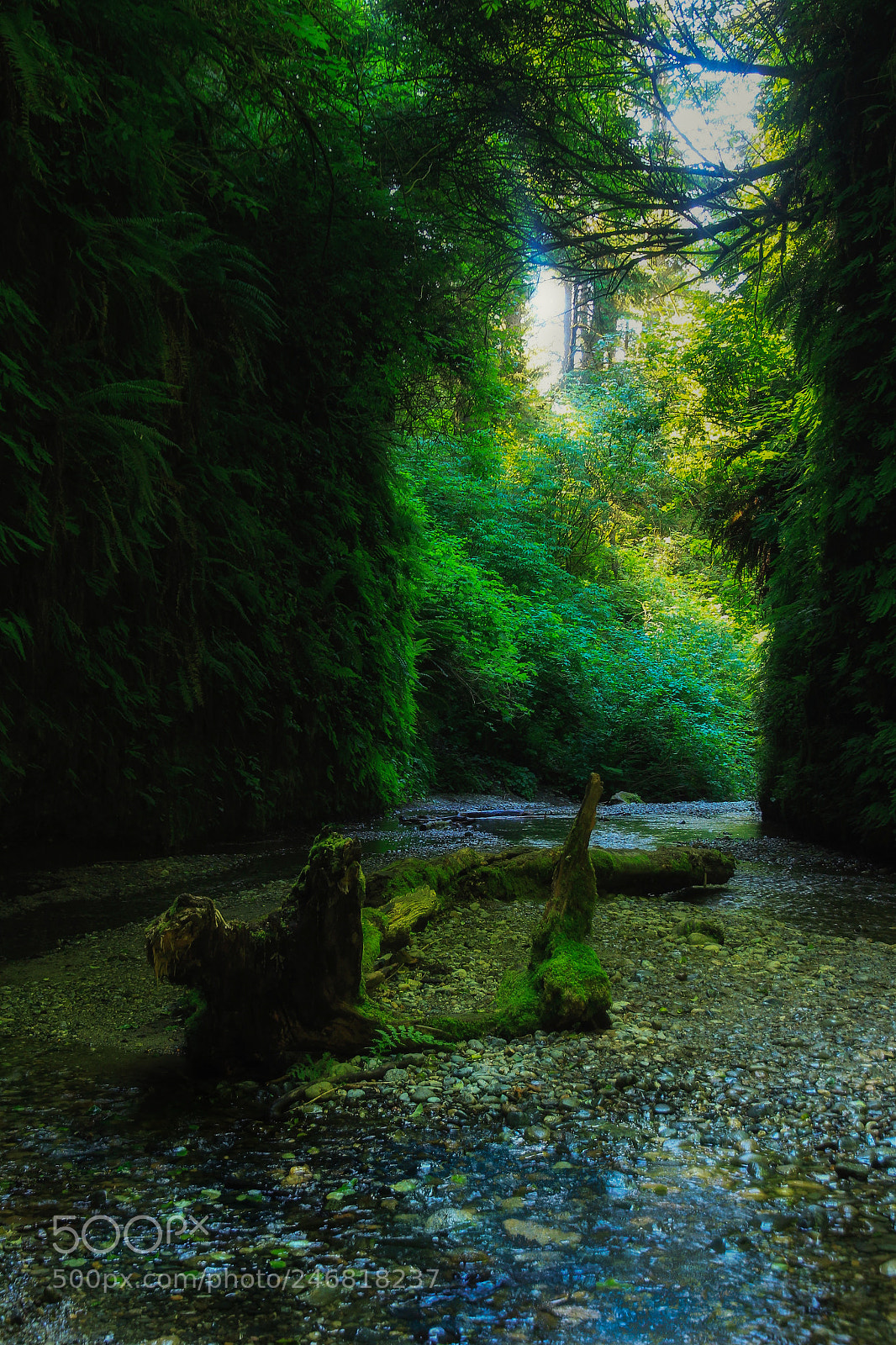 Canon EOS 60D sample photo. Fern grotto photography