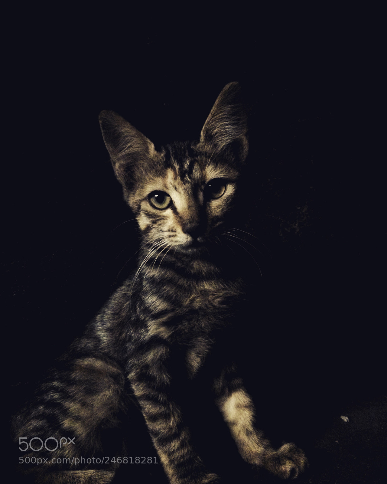 Apple iPhone 5s sample photo. Proud kitten photography