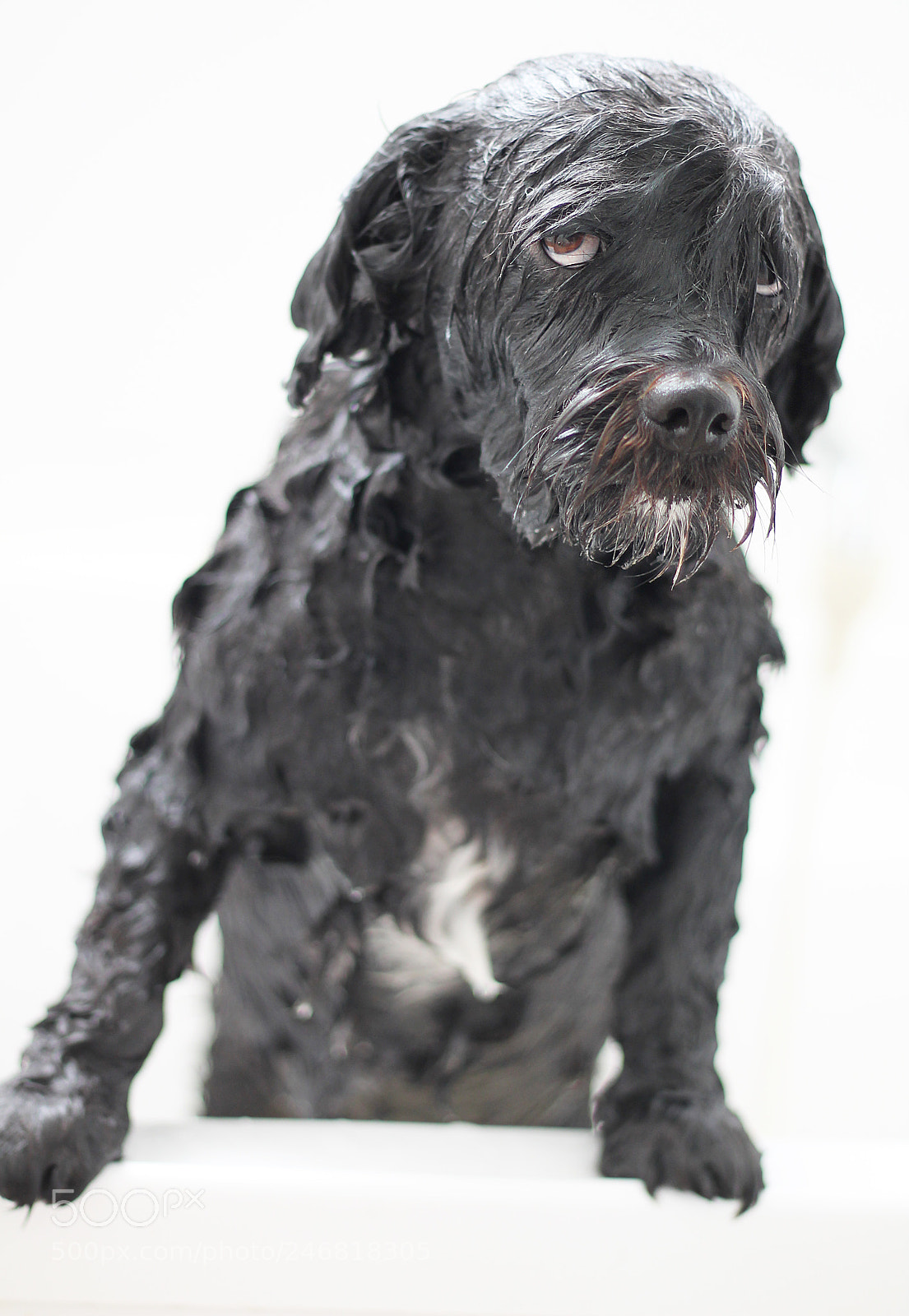 Canon EOS 1100D (EOS Rebel T3 / EOS Kiss X50) sample photo. Bath time ben photography