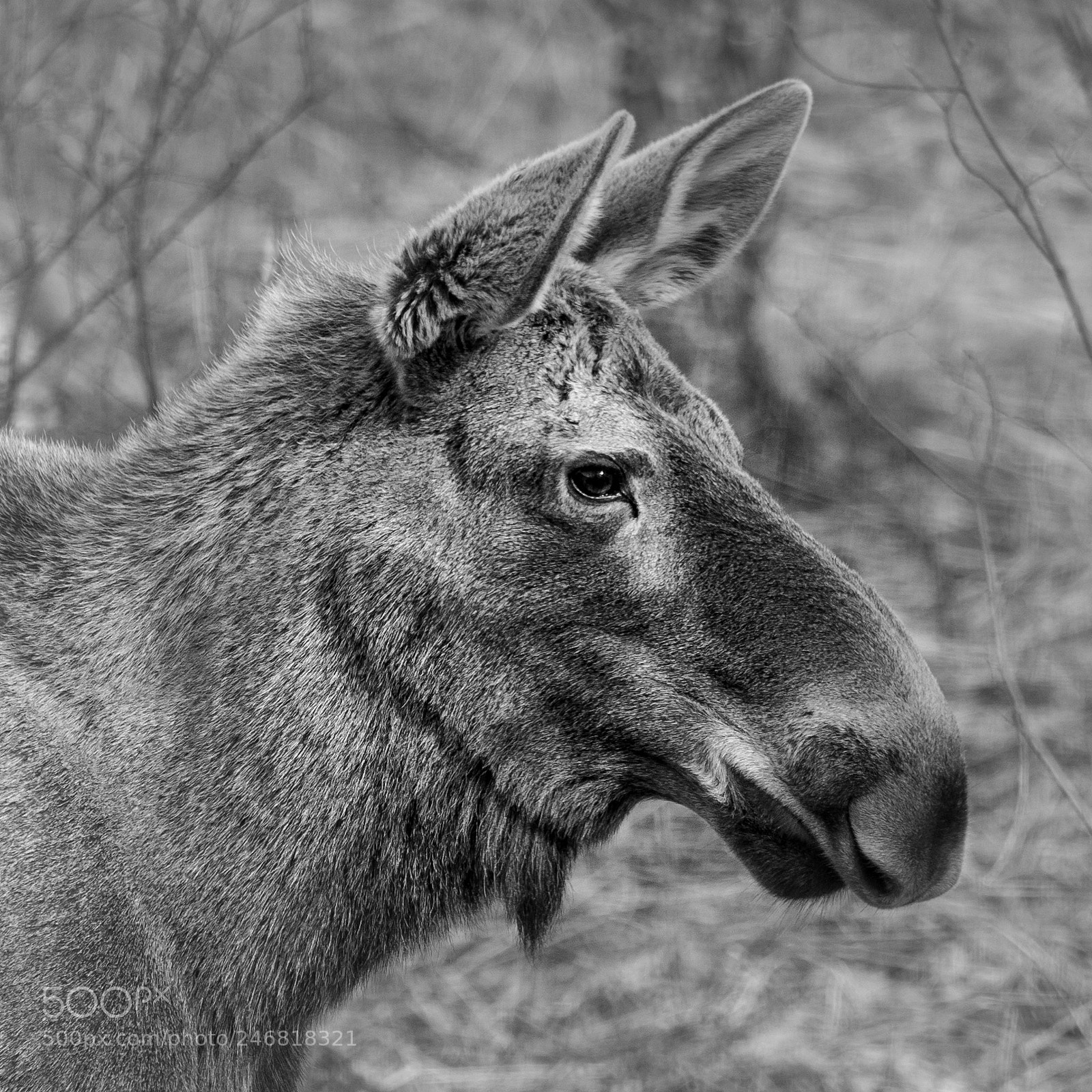 Olympus OM-D E-M1 Mark II sample photo. Moose calve head portrait photography