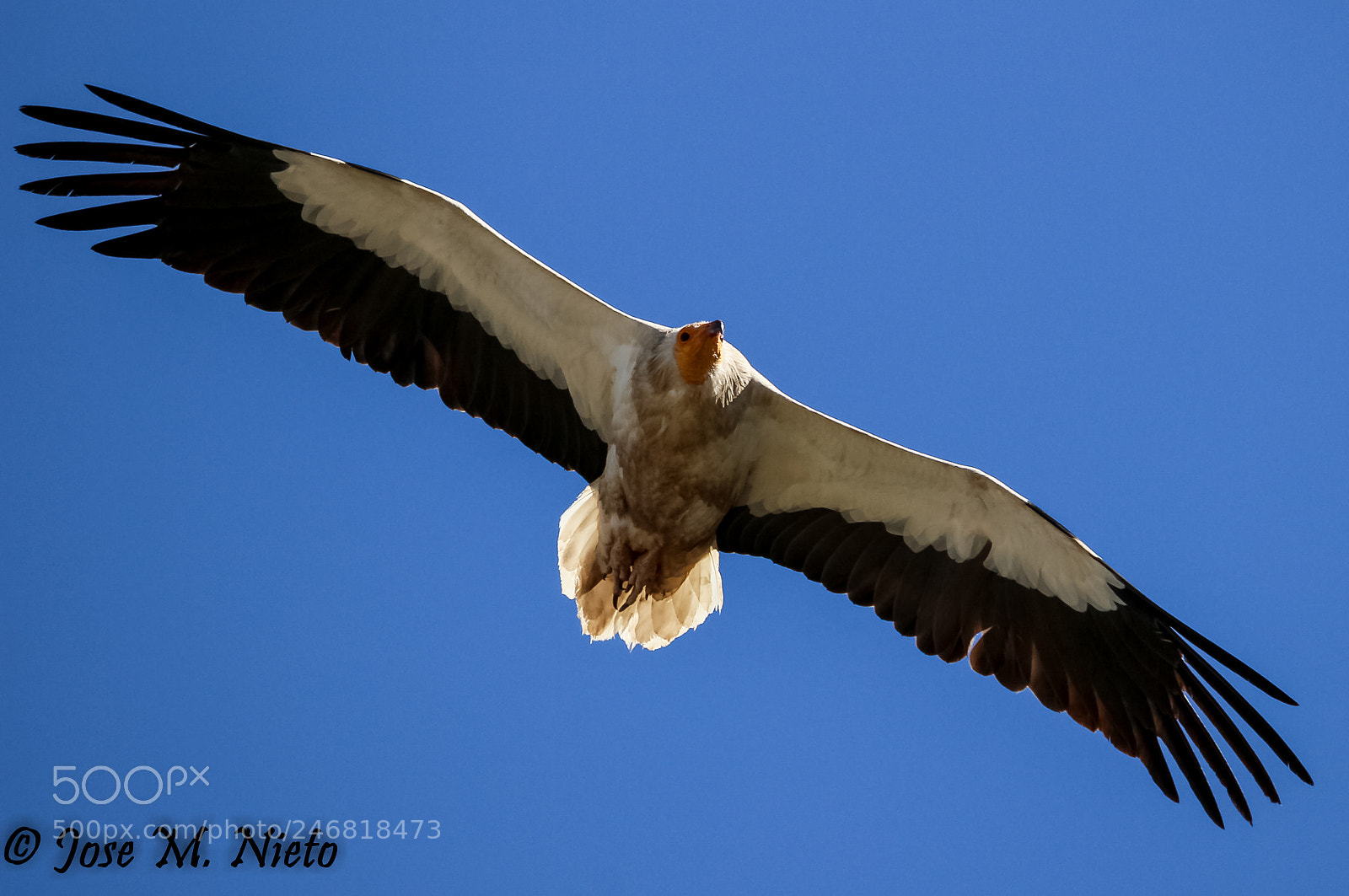 Canon EOS 600D (Rebel EOS T3i / EOS Kiss X5) sample photo. Egyptian vulture photography