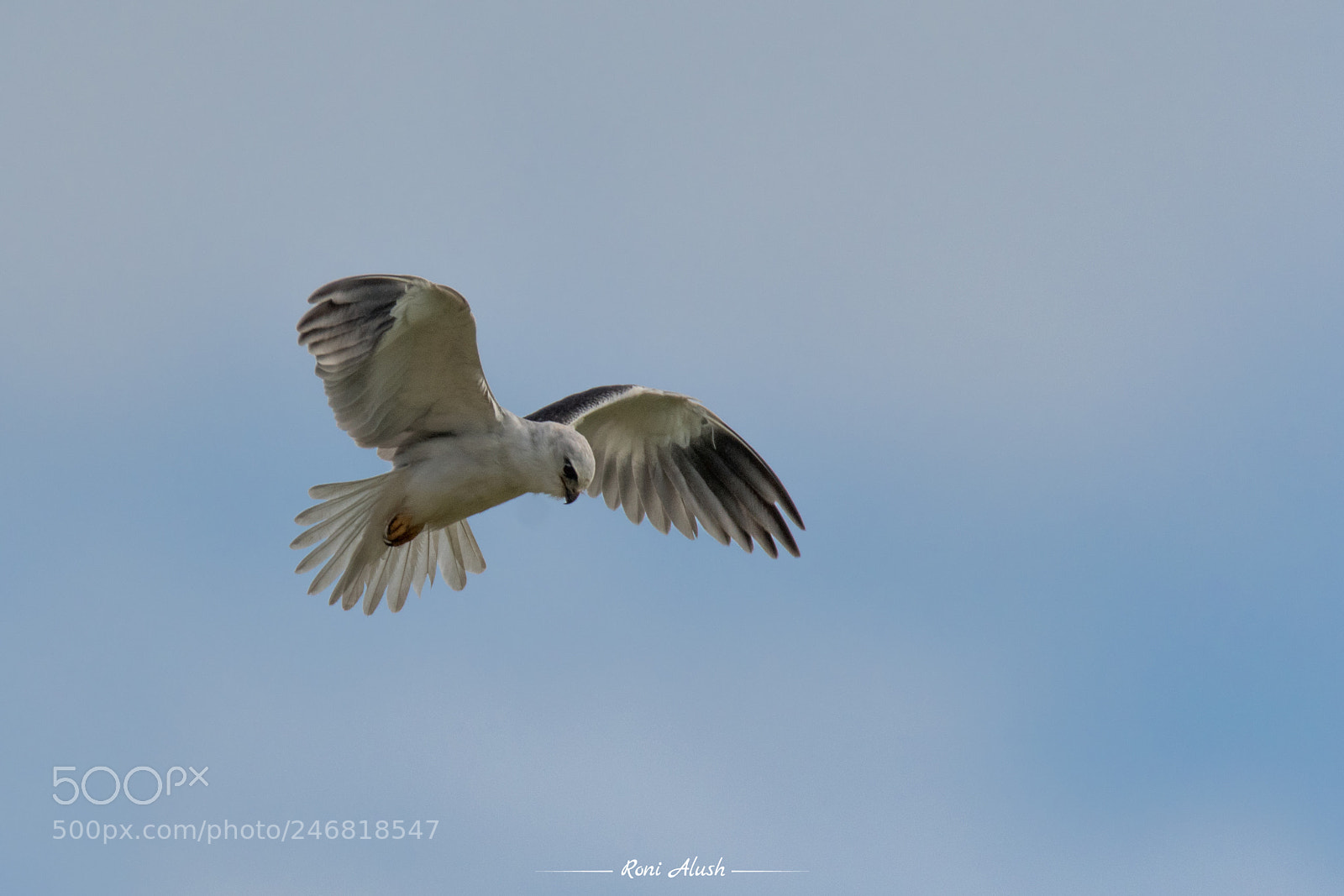 Nikon D500 sample photo. Black-winged kite photography