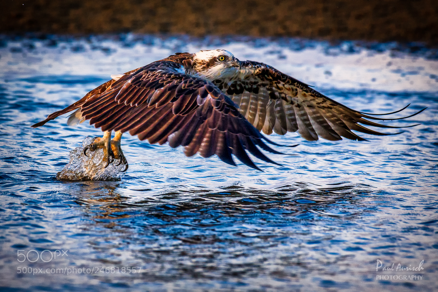 Nikon D500 sample photo. Osprey photography
