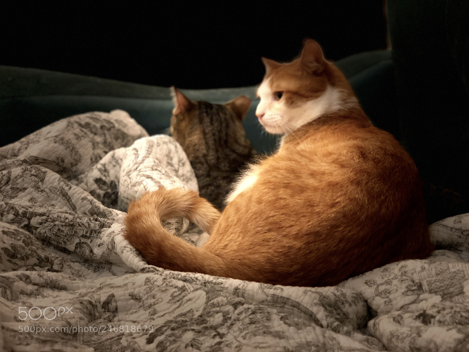 Apple iPhone X sample photo. Untitled photography