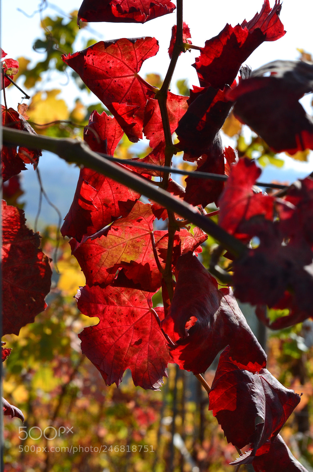 Nikon D3100 sample photo. The land were autumn photography