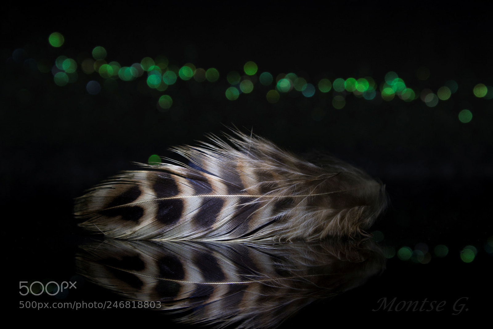 Canon EOS 77D (EOS 9000D / EOS 770D) sample photo. Feather. photography