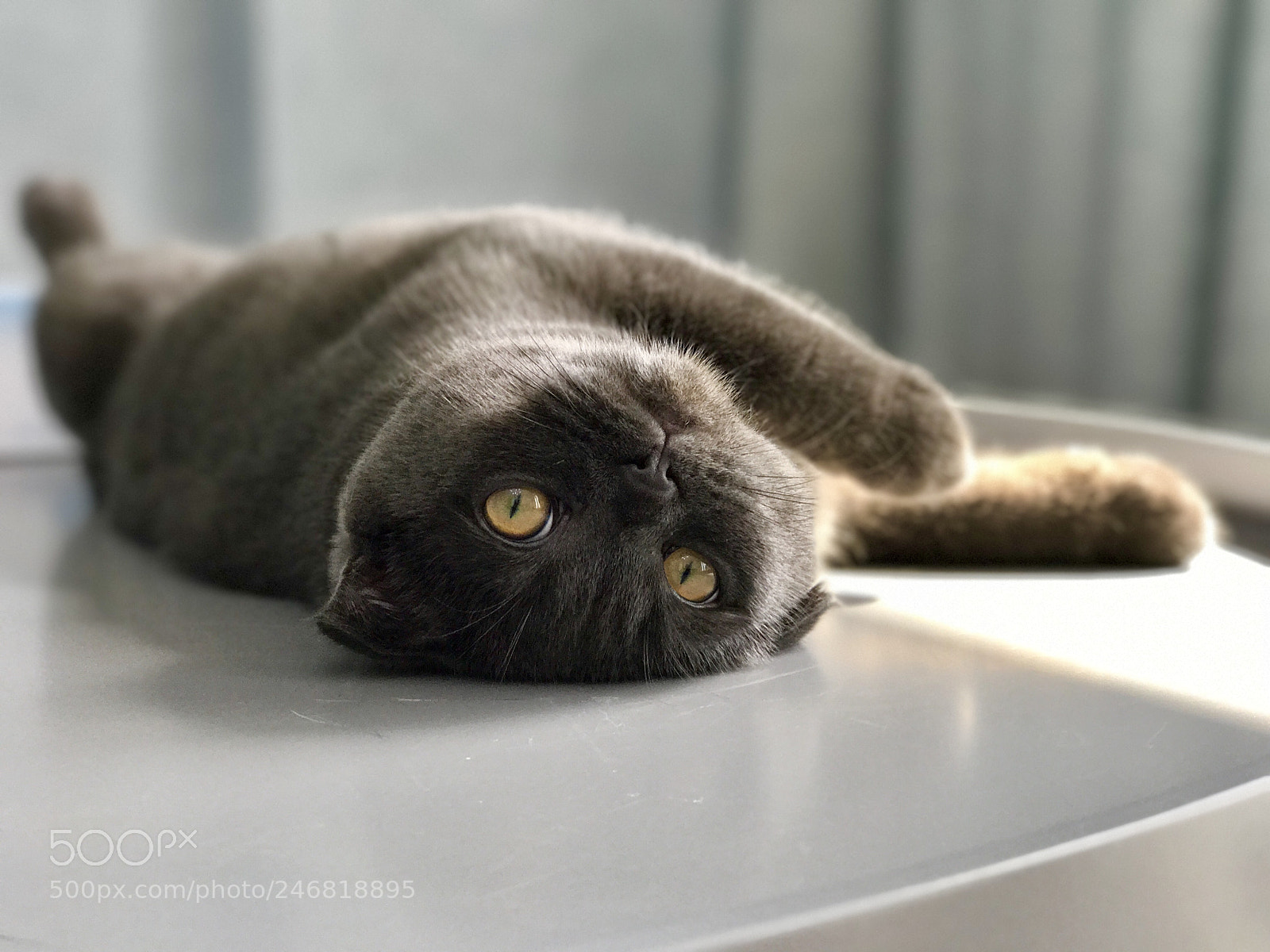 Apple iPhone 7 Plus sample photo. Untitled photography