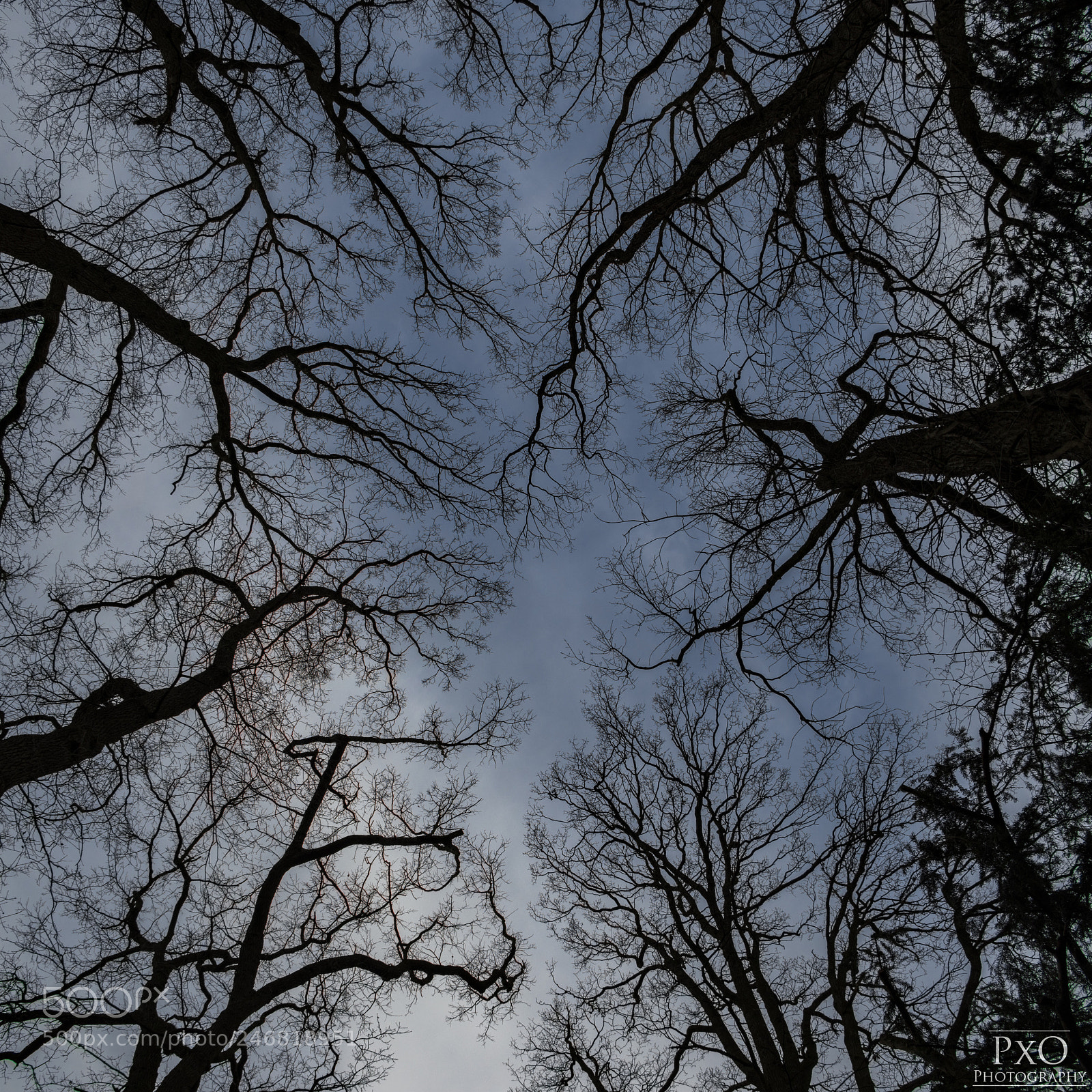 Canon EOS 77D (EOS 9000D / EOS 770D) sample photo. Look up. photography