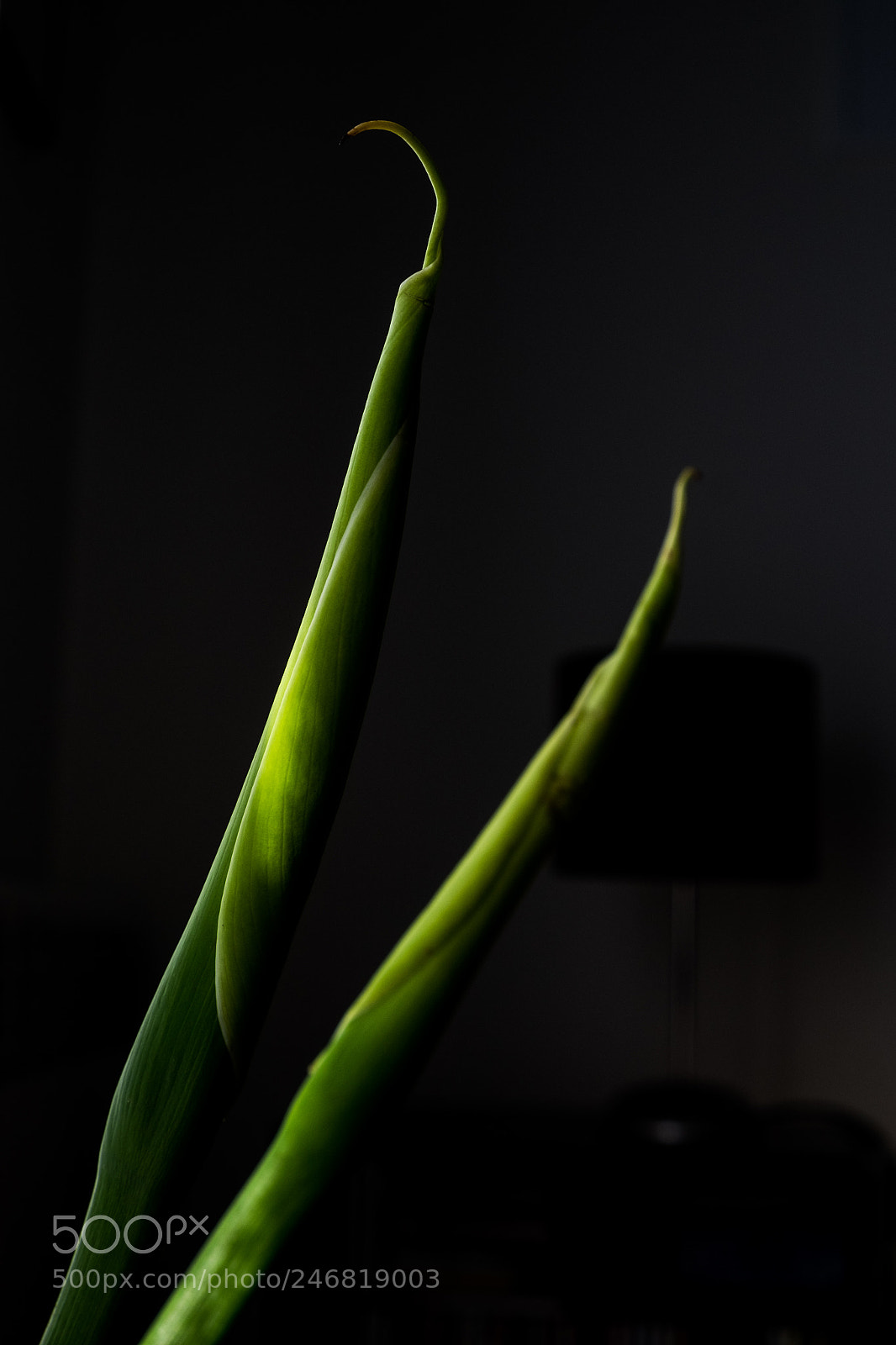 Fujifilm X-T1 sample photo. Dscf photography