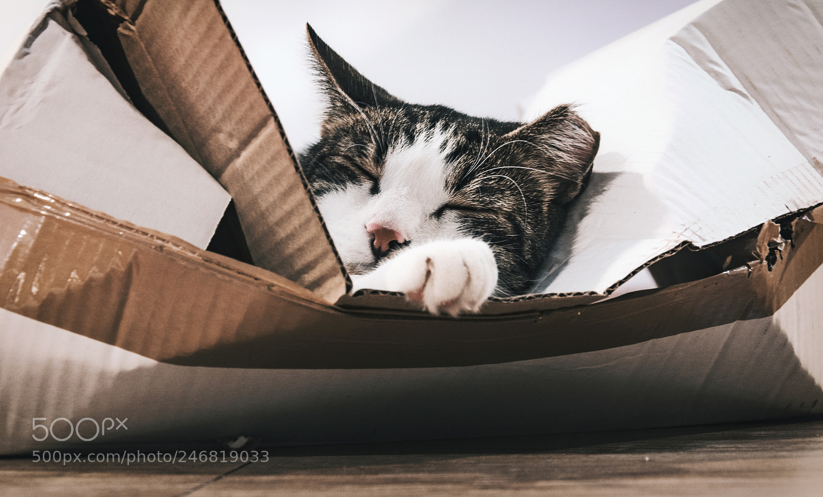 Nikon D5200 sample photo. Cardboard cat muro photography