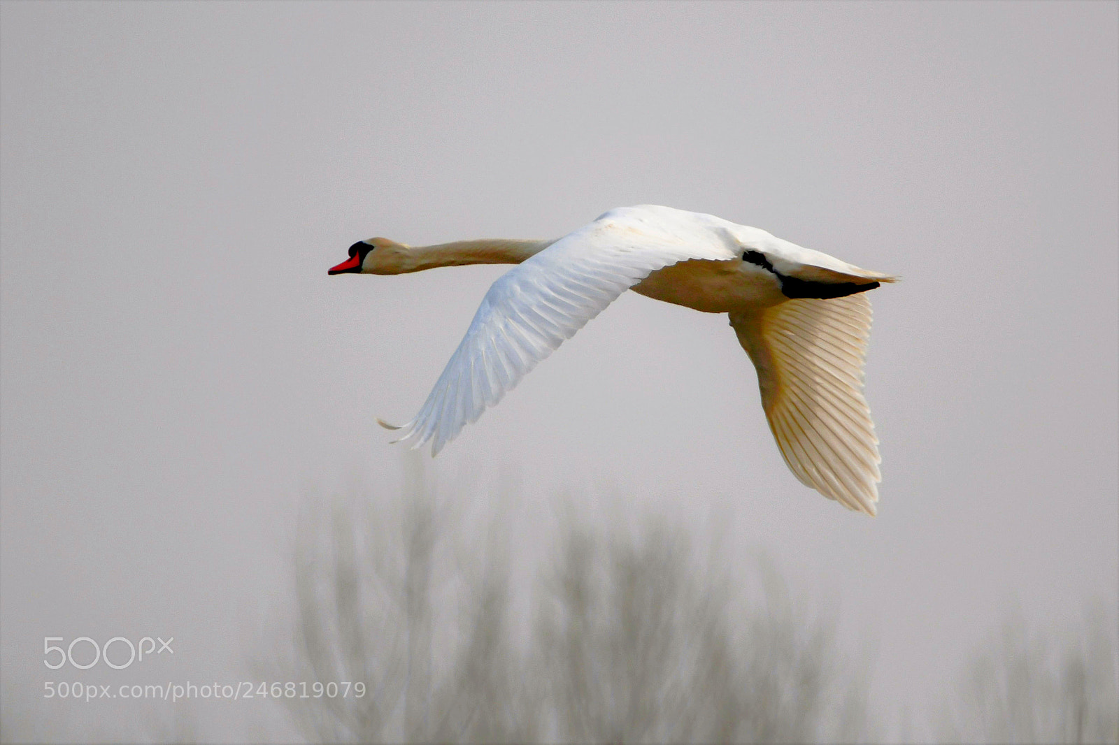 Nikon D7500 sample photo. Freedom photography