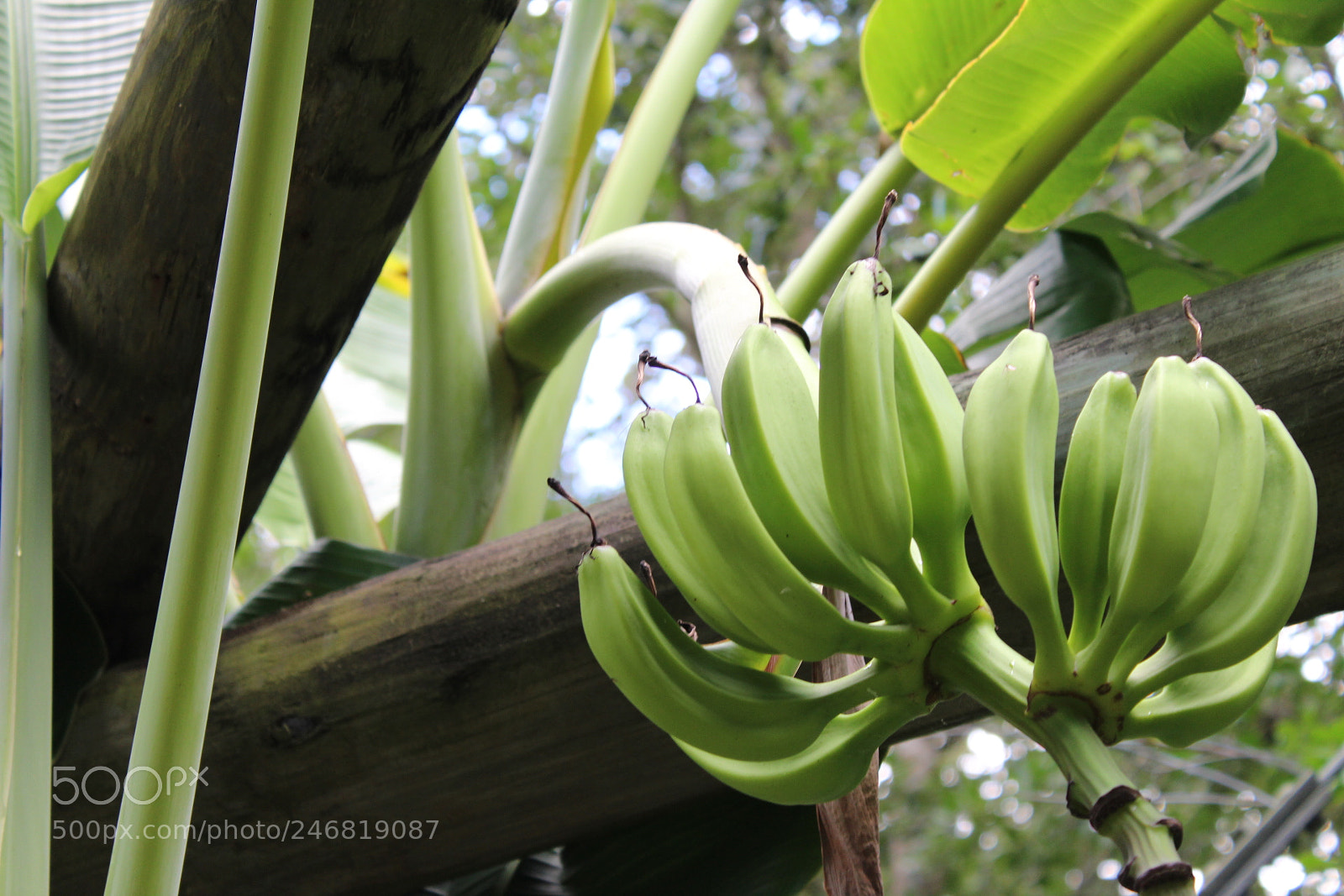 Canon EOS 1300D (EOS Rebel T6 / EOS Kiss X80) sample photo. Banana! photography
