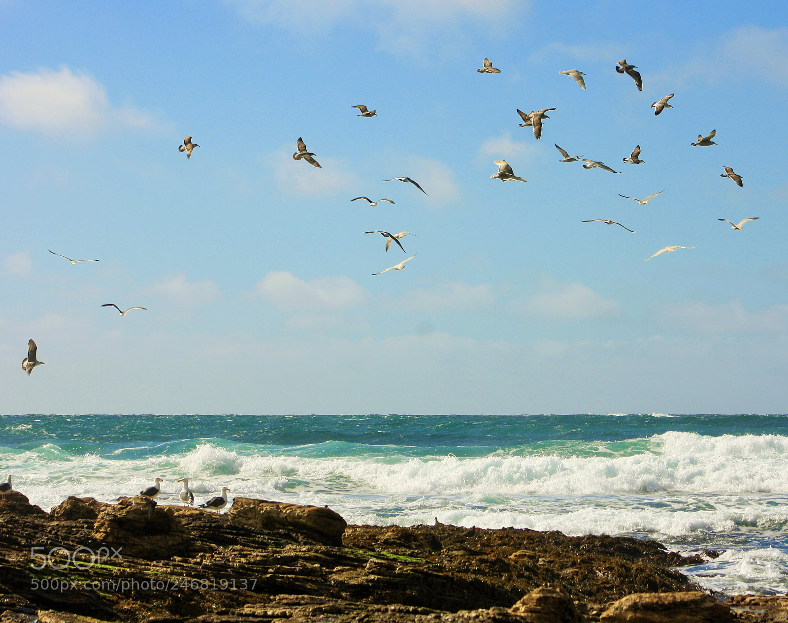 Canon EOS 1000D (EOS Digital Rebel XS / EOS Kiss F) sample photo. Bird art photography
