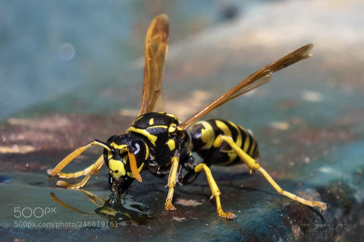 Canon EOS 700D (EOS Rebel T5i / EOS Kiss X7i) sample photo. Avispa papelera (polistes dominula) photography