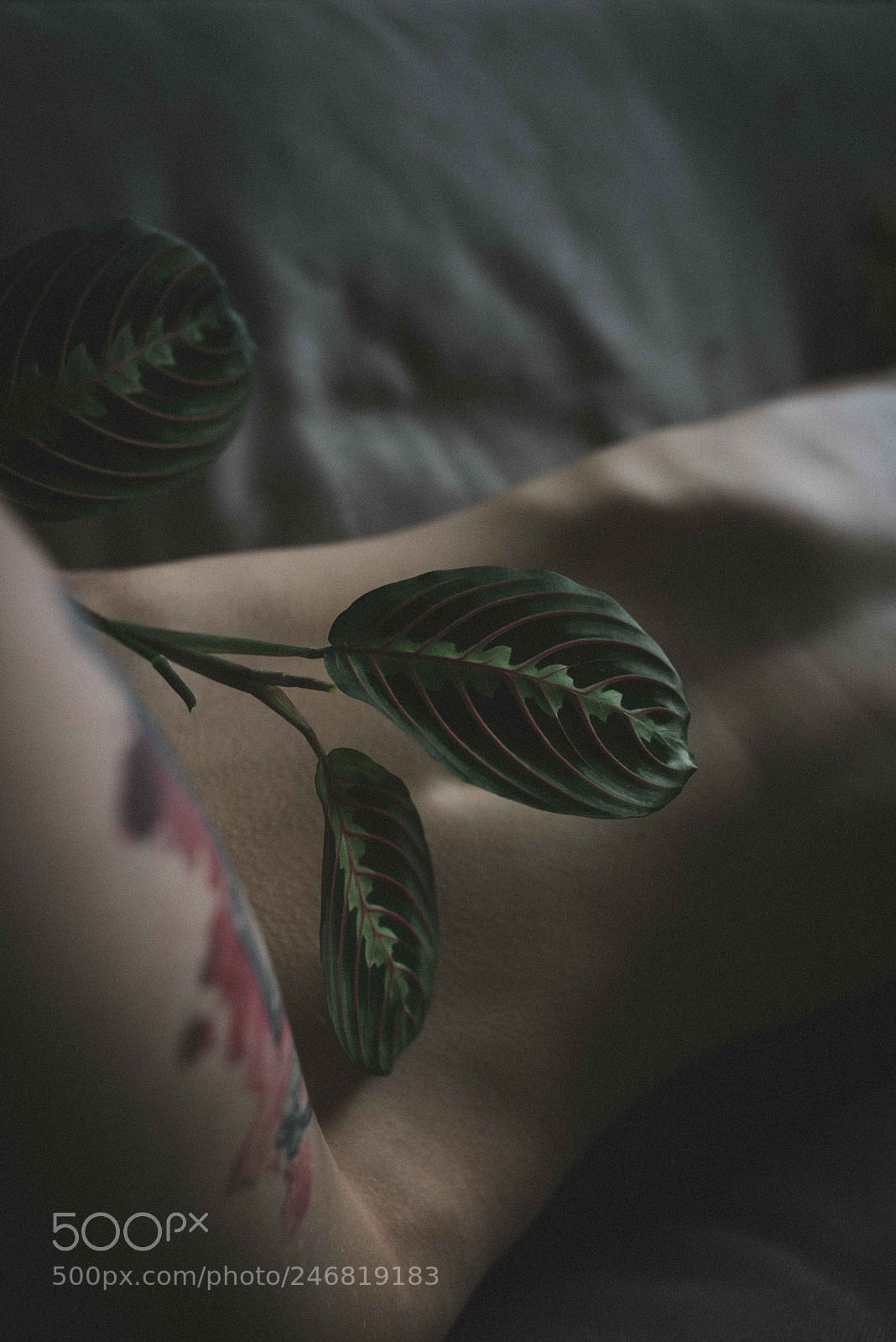 Nikon D810 sample photo. Artistic nude photography
