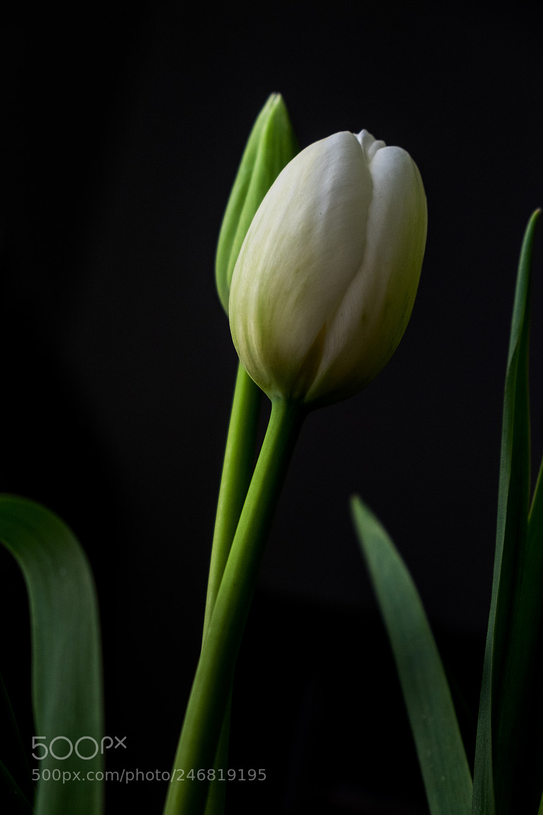 Fujifilm X-T1 sample photo. Dscf photography