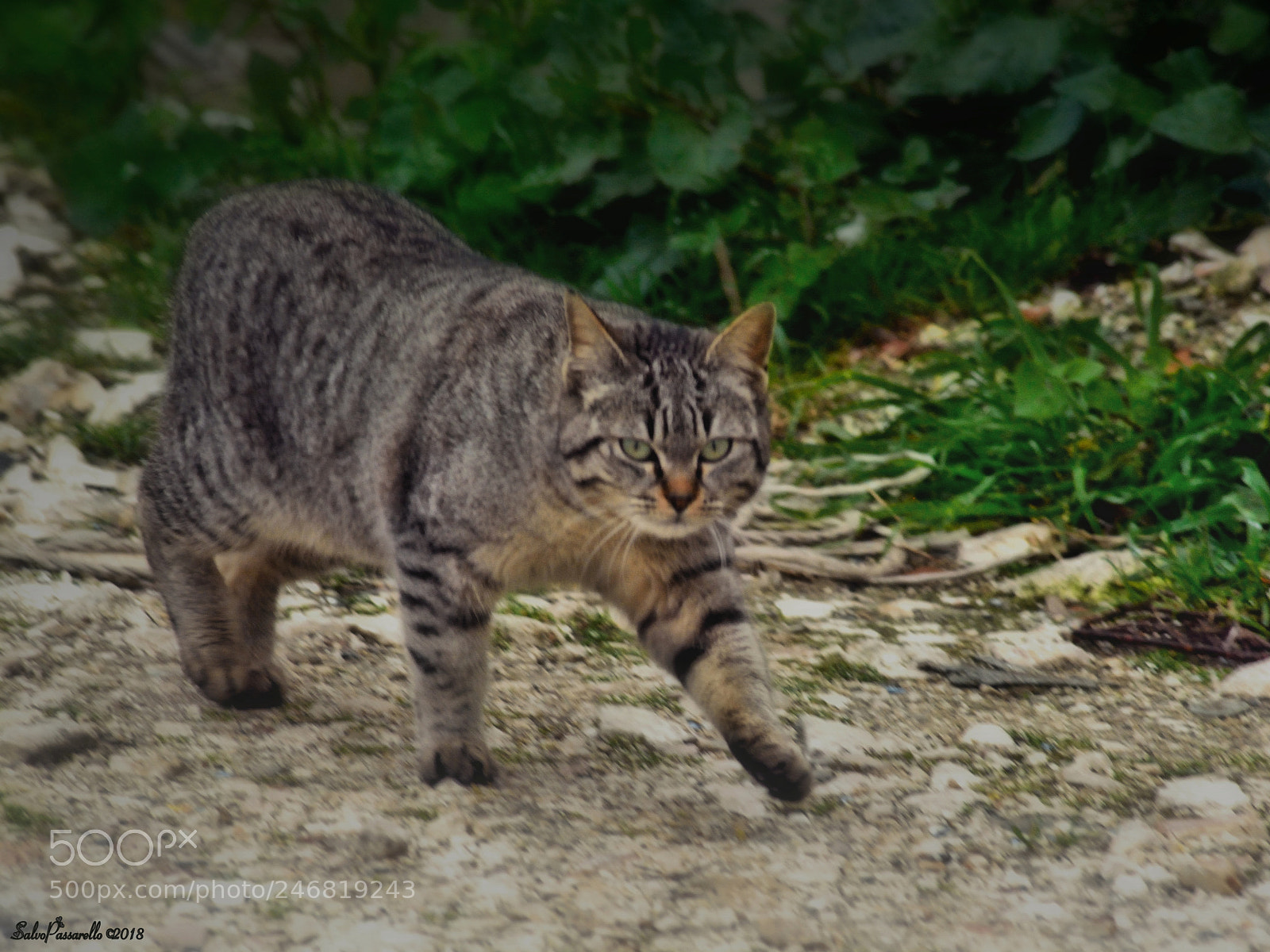 Nikon D5200 sample photo. Great distrust photography
