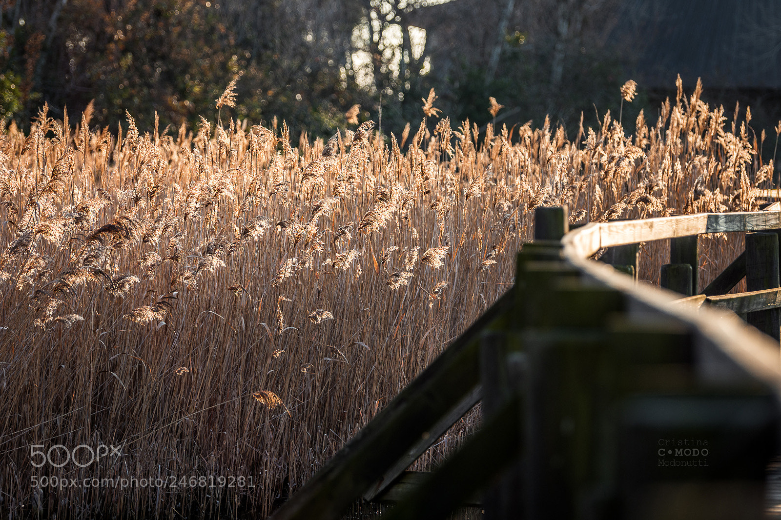 Nikon D7200 sample photo. Fare scorta di luce photography