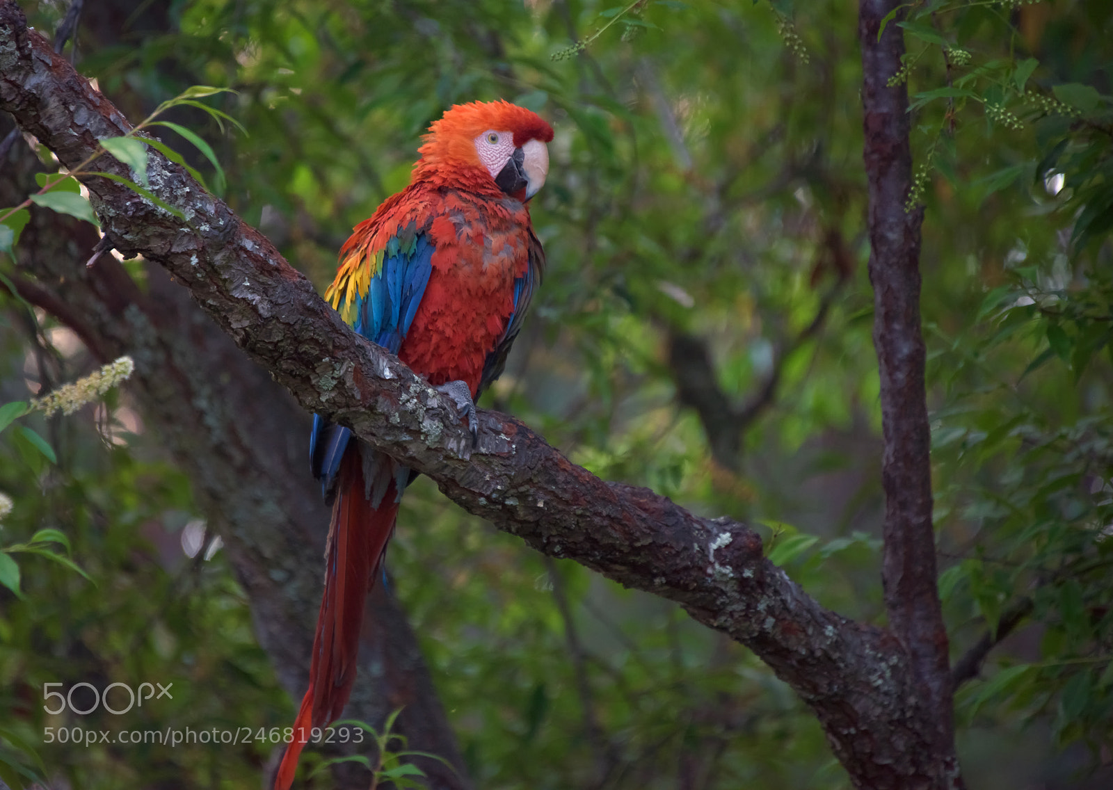 Nikon D810 sample photo. Parrot photography