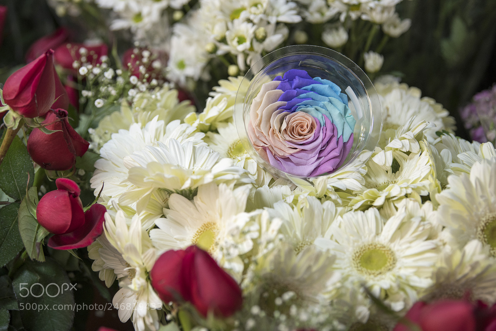 Nikon D850 sample photo. Flowers photography
